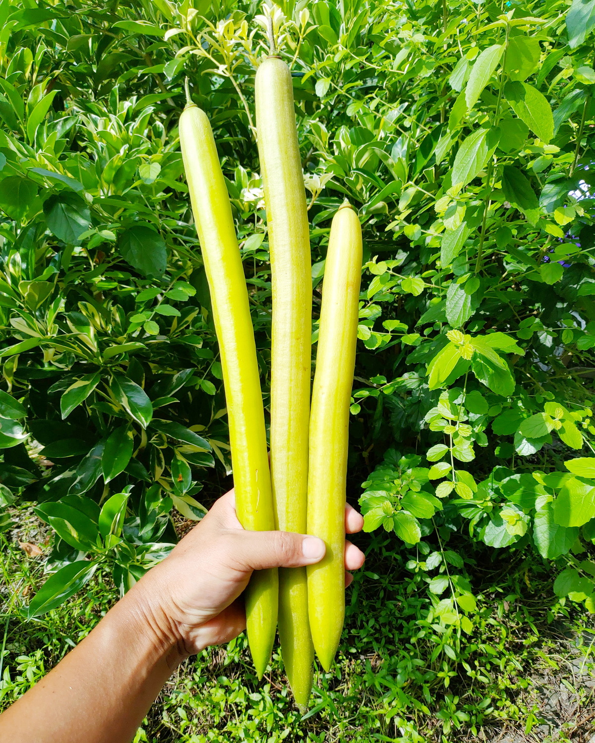 Parmentiera cereifera