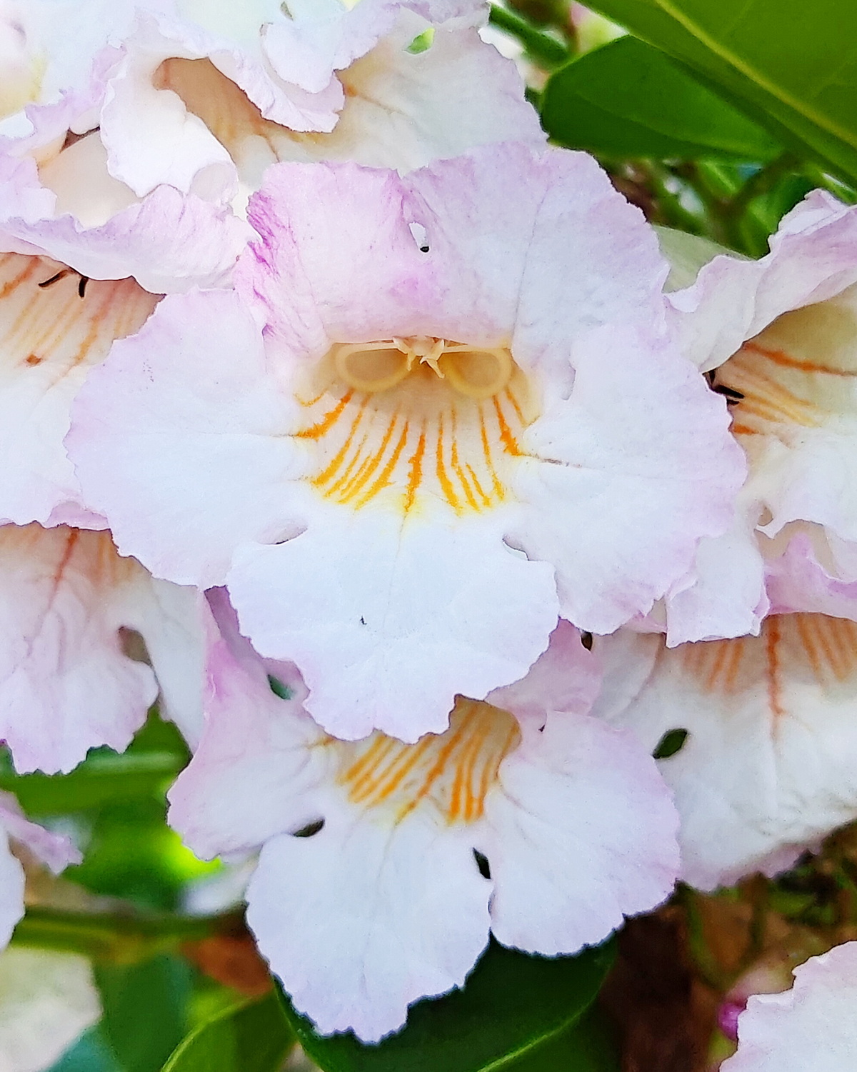 𝘙𝘢𝘥𝘦𝘳𝘮𝘢𝘤𝘩𝘦𝘳𝘢 𝘱𝘦𝘯𝘪𝘯𝘴𝘶𝘭𝘢𝘳𝘪𝘴 半島山菜豆