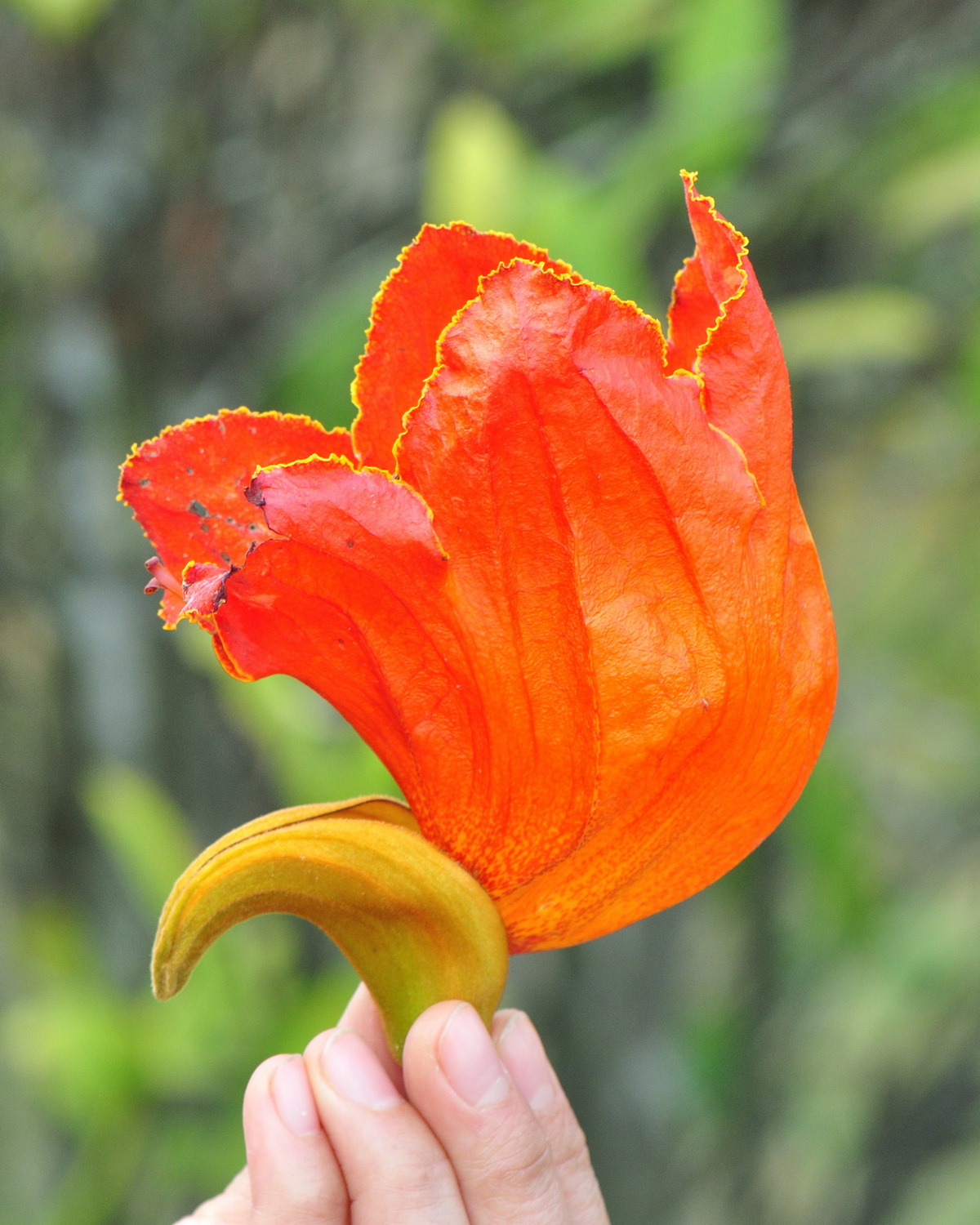 Spathodea campanulata