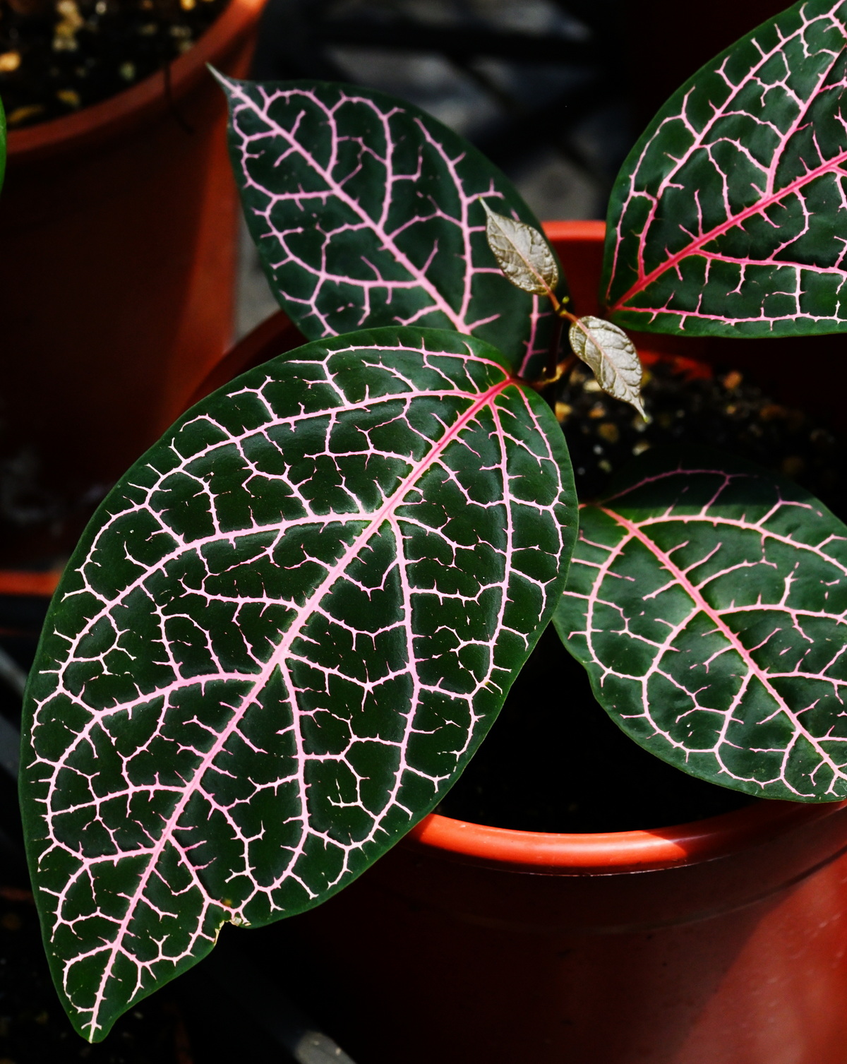 Prestonia quinquangularis2