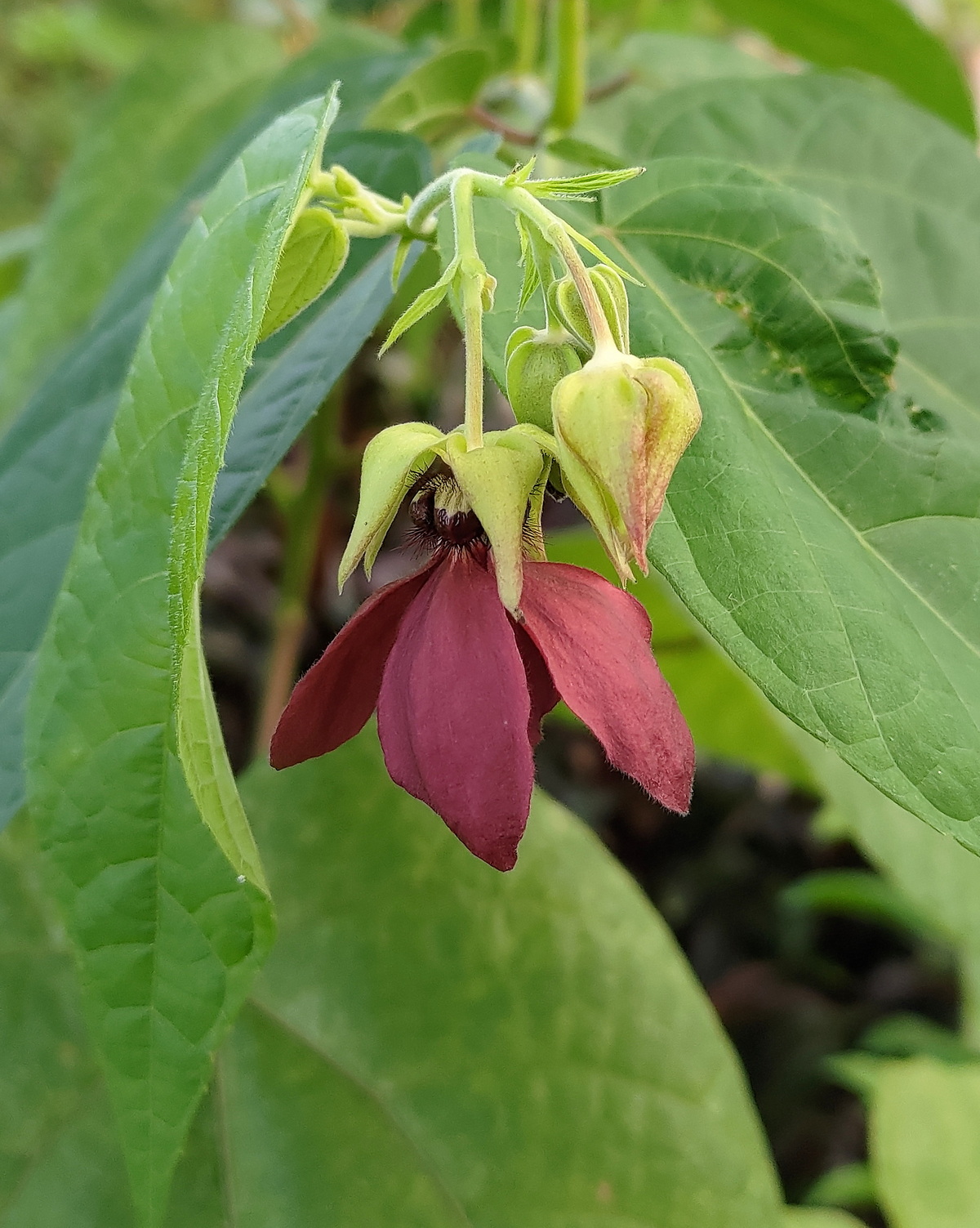 𝘈𝘣𝘳𝘰𝘮𝘢 𝘢𝘶𝘨𝘶𝘴𝘵𝘶𝘮 昂天蓮