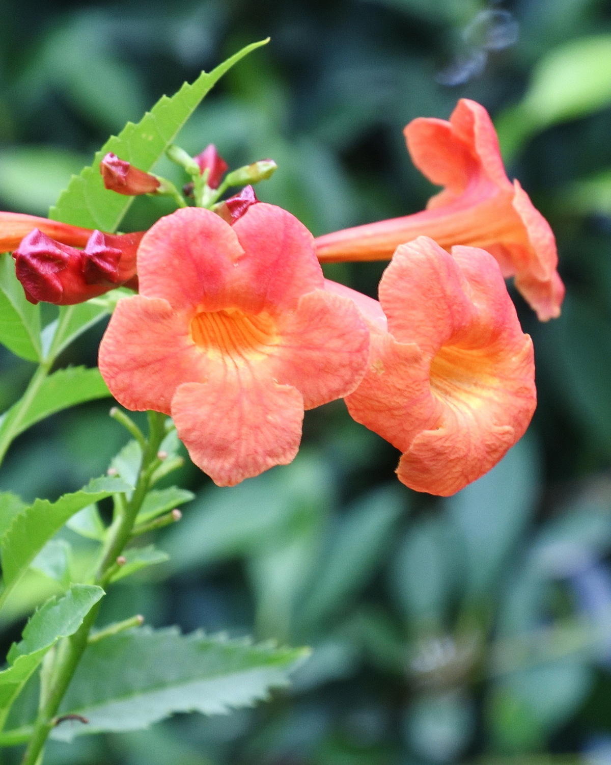 𝘛𝘦𝘤𝘰𝘮𝘢 ‘Bells of Fire™’  黃鐘花-火鈴