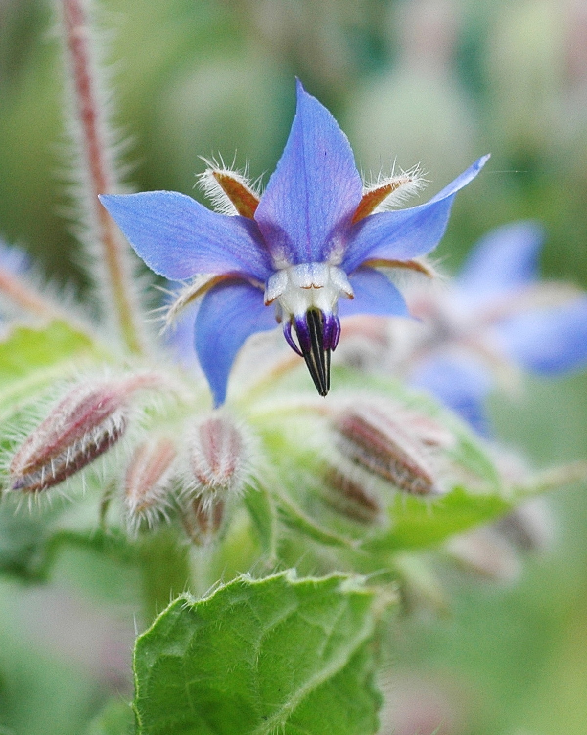 Borago officinalis