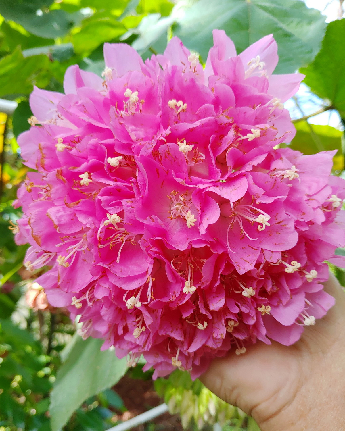 Dombeya wallichii