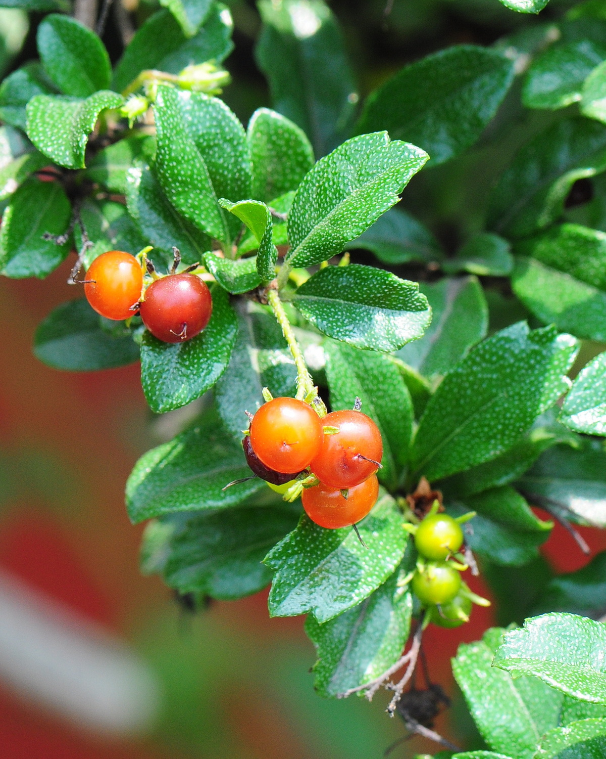 𝘌𝘩𝘳𝘦𝘵𝘪𝘢 𝘮𝘪𝘤𝘳𝘰𝘱𝘩𝘺𝘭𝘭𝘢 小葉厚殼樹