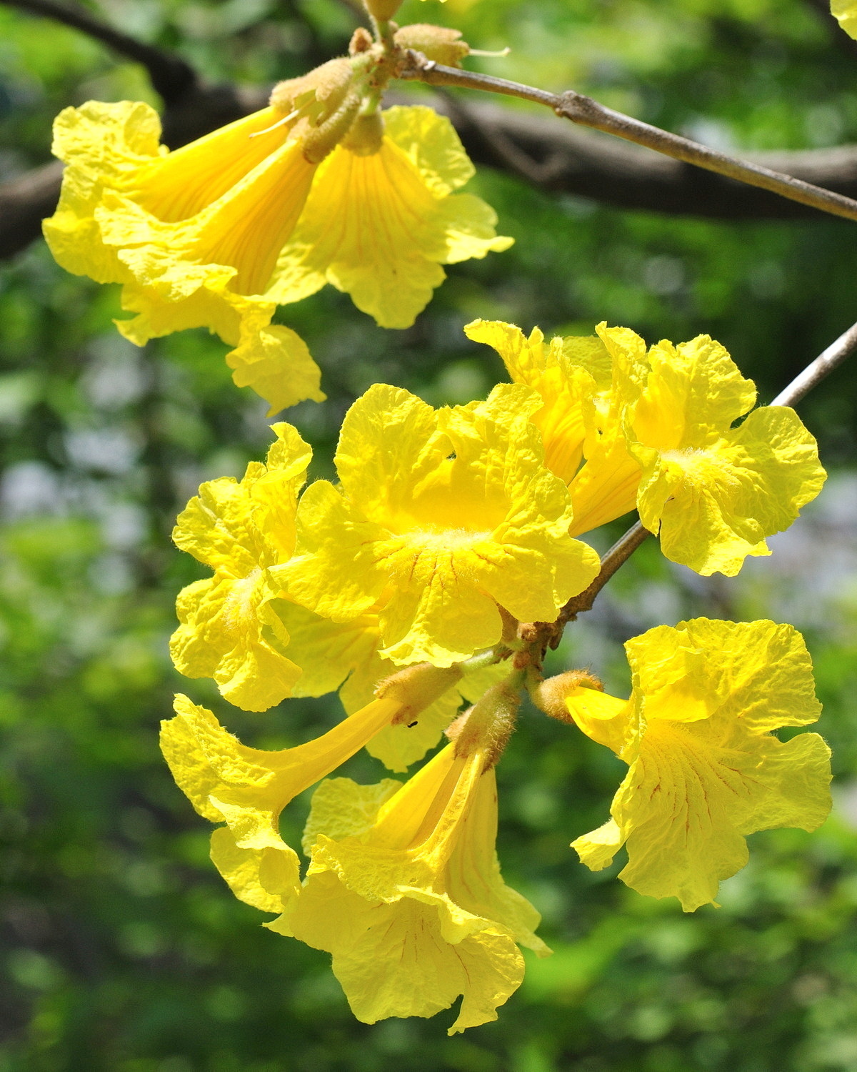 Handroanthus chrysanthus