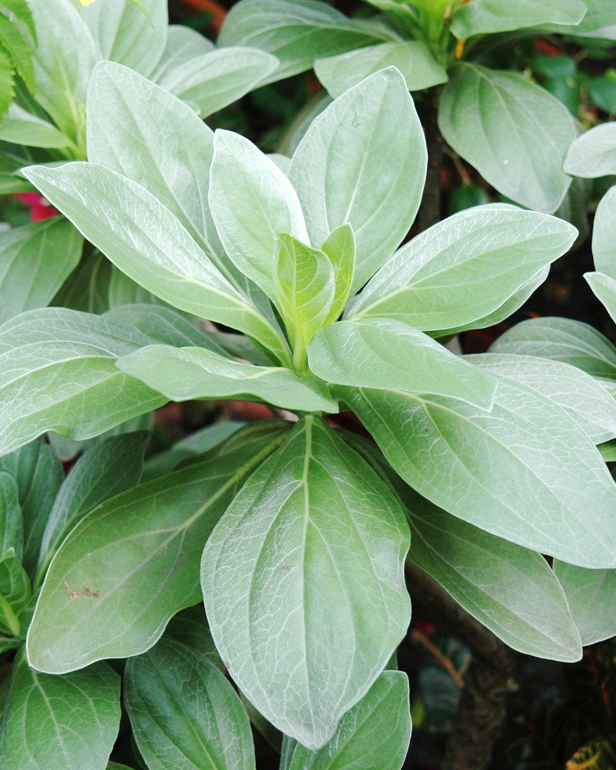 𝘏𝘦𝘭𝘪𝘰𝘵𝘳𝘰𝘱𝘪𝘶𝘮 𝘢𝘳𝘣𝘰𝘳𝘦𝘶𝘮 白水木