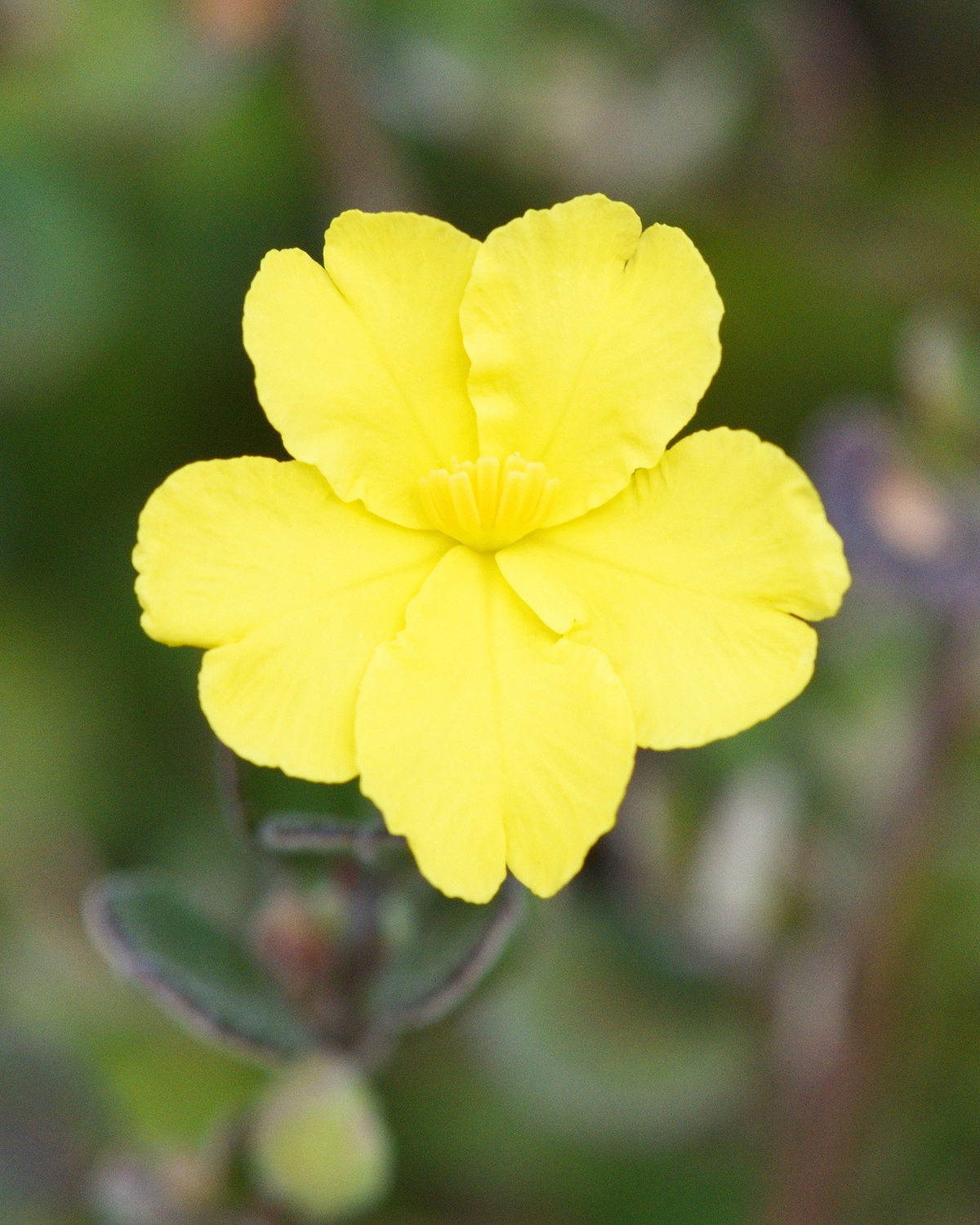 Hibbertia aspera