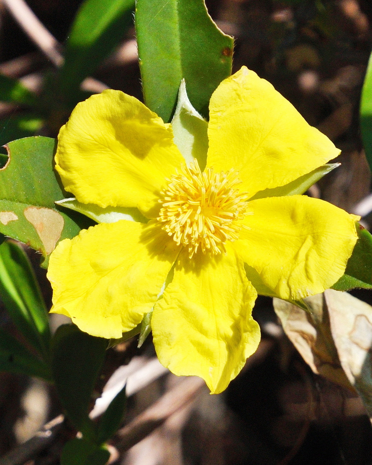 𝘏𝘪𝘣𝘣𝘦𝘳𝘵𝘪𝘢 𝘴𝘤𝘢𝘯𝘥𝘦𝘯𝘴 蔓金幣花