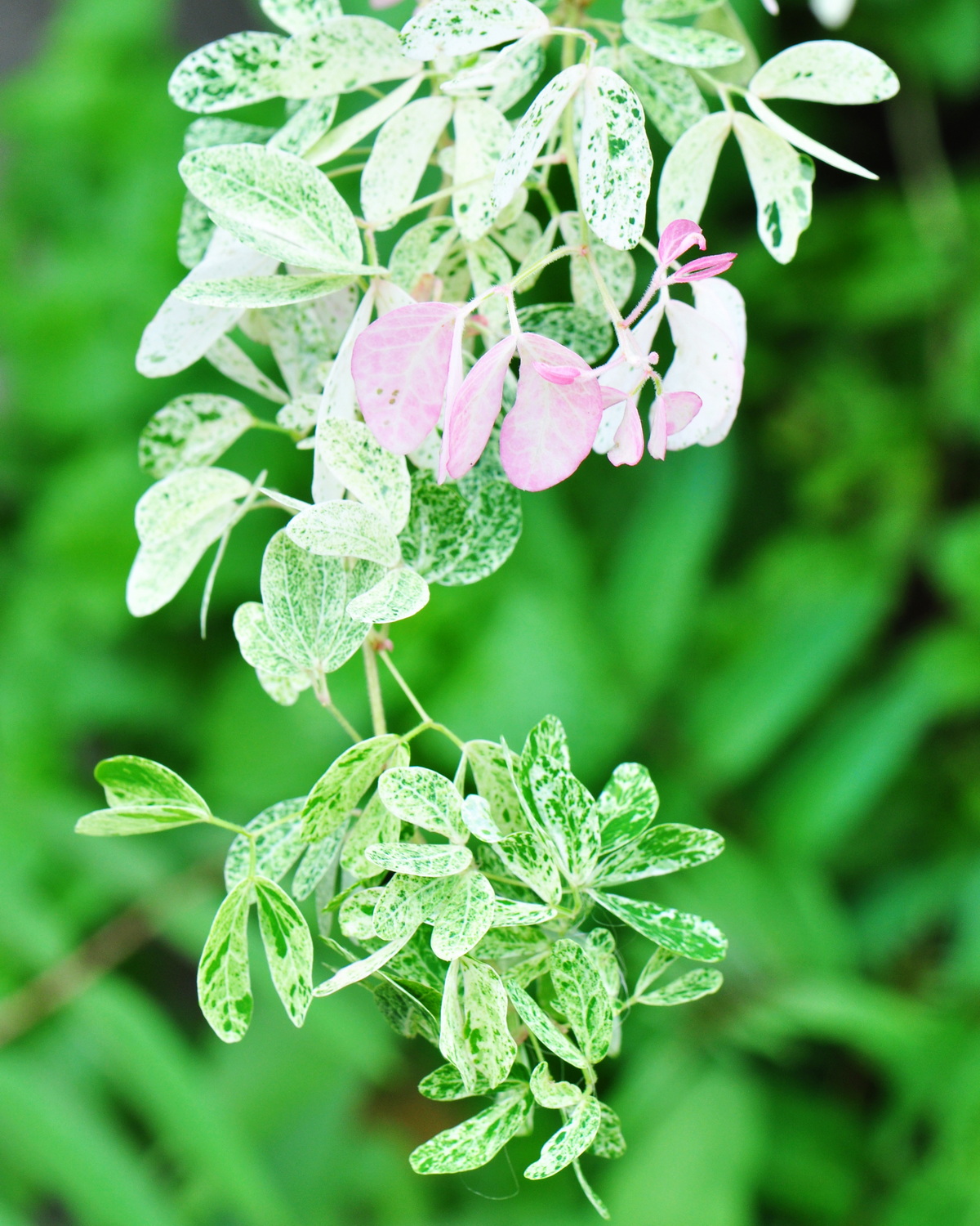 Pithecellobium dulce 'variegated'