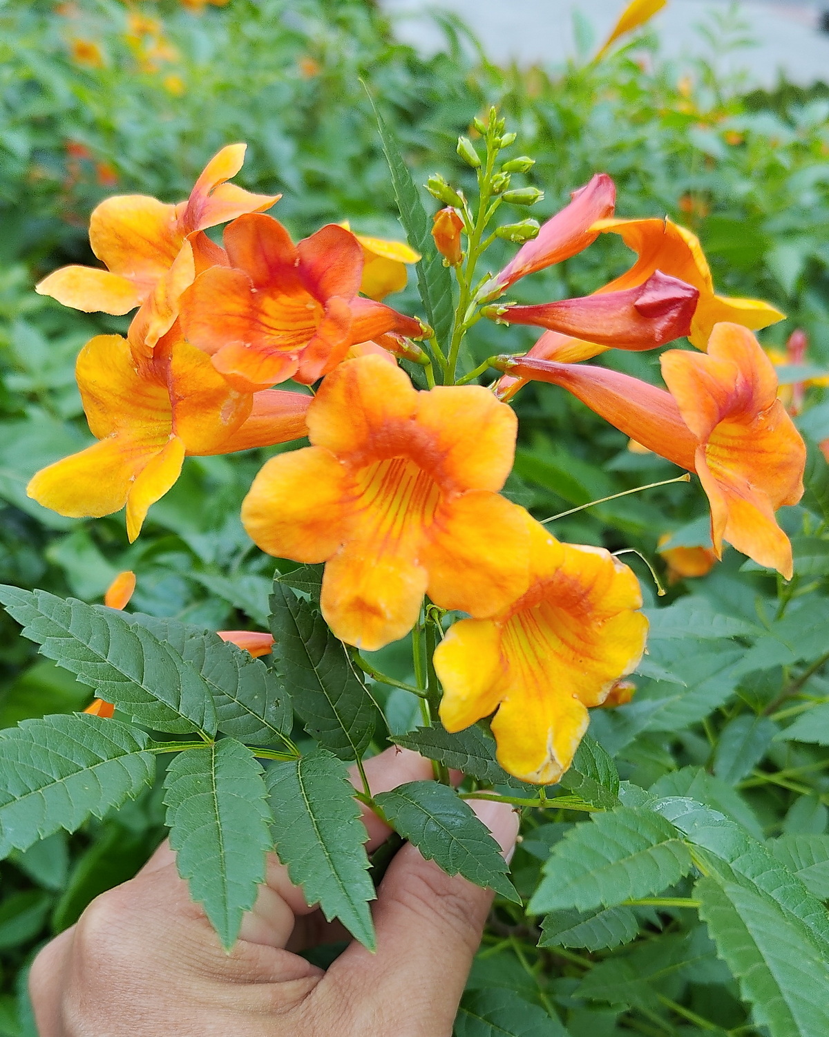 Tecoma 'Orange Jubilee'