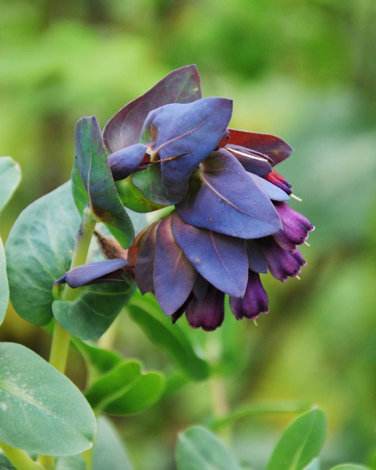 𝘊𝘦𝘳𝘪𝘯𝘵𝘩𝘦 𝘮𝘢𝘫𝘰𝘳 subsp. 𝘱𝘶𝘳𝘱𝘶𝘳𝘢𝘴𝘤𝘦𝘯𝘴 紫蠟花