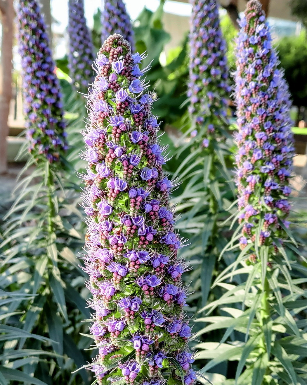 𝘌𝘤𝘩𝘪𝘶𝘮 𝘤𝘢𝘯𝘥𝘪𝘤𝘢𝘯𝘴 銀葉藍薊