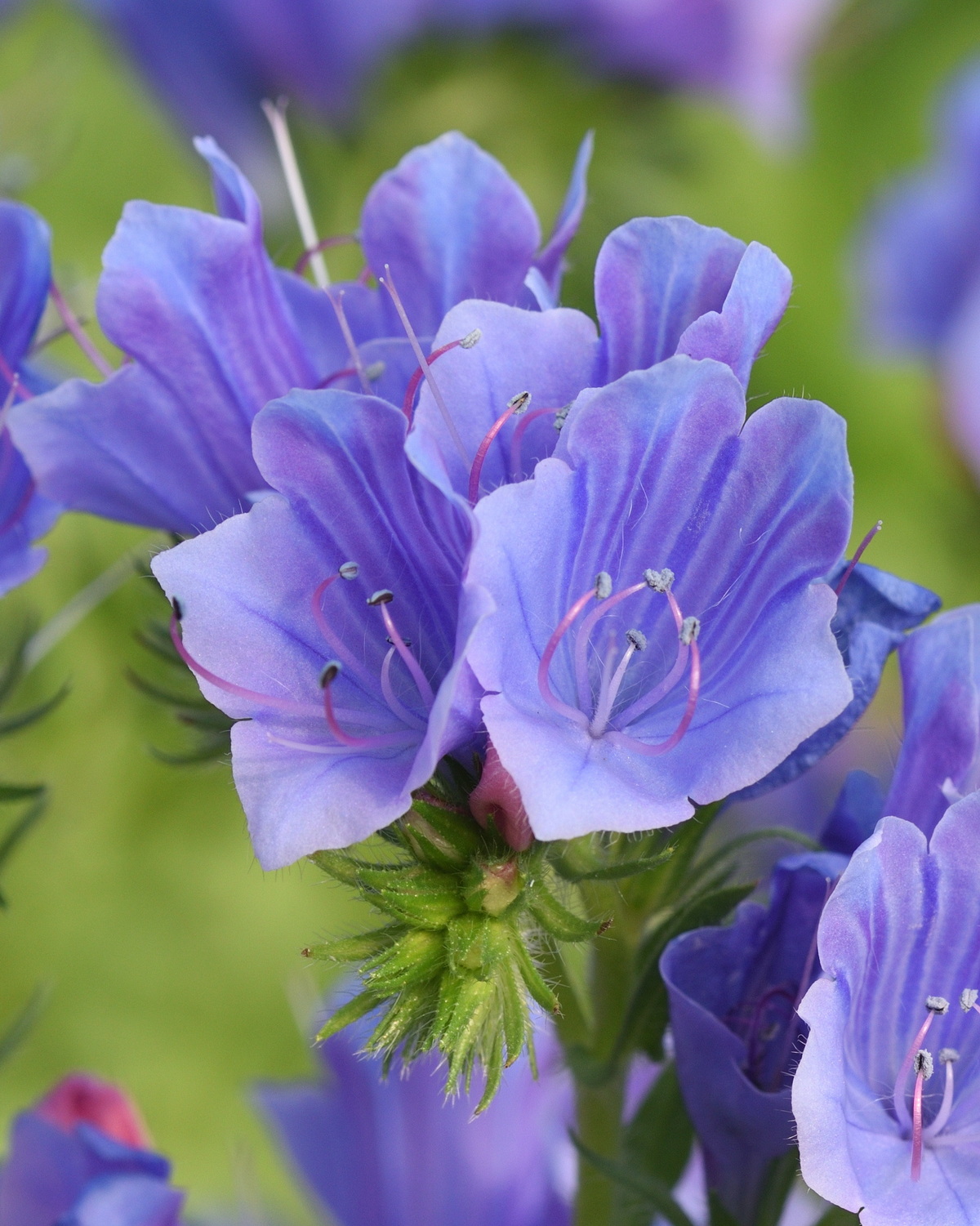 𝘌𝘤𝘩𝘪𝘶𝘮 𝘱𝘭𝘢𝘯𝘵𝘢𝘨𝘪𝘯𝘦𝘶𝘮 車前葉藍薊