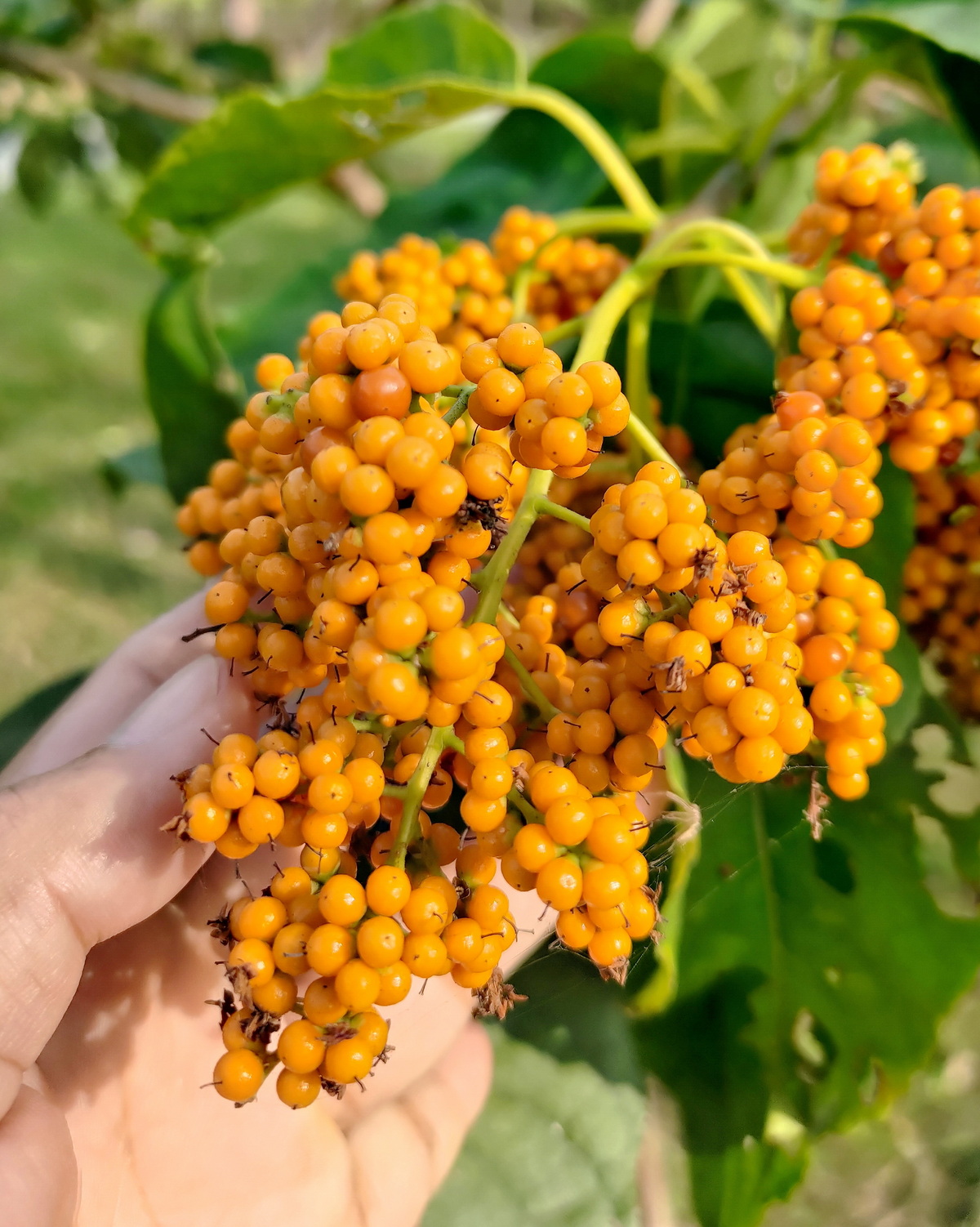 𝘌𝘩𝘳𝘦𝘵𝘪𝘢 𝘢𝘤𝘶𝘮𝘪𝘯𝘢𝘵𝘢 厚殼樹