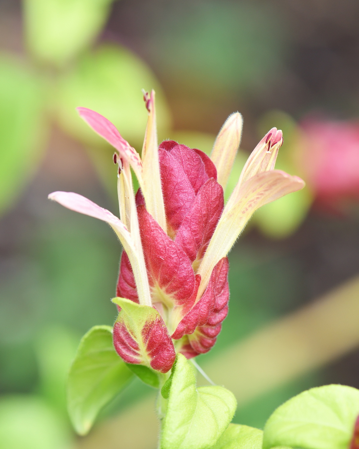 𝘑𝘶𝘴𝘵𝘪𝘤𝘪𝘢 𝘣𝘳𝘢𝘯𝘥𝘦𝘨𝘦𝘦𝘢𝘯𝘢 ‘Red Pinecone’ 紅蝦花-紅松果