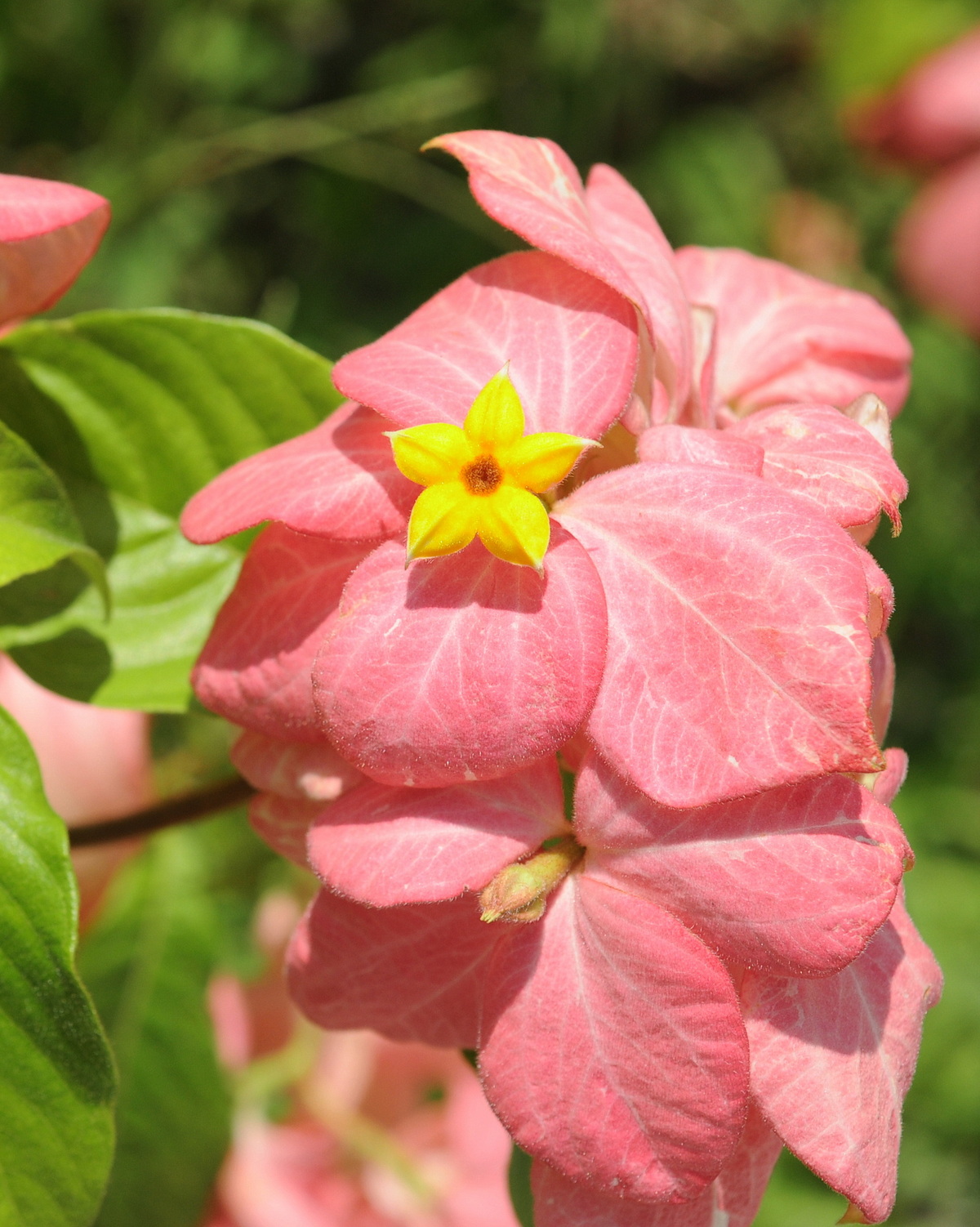 Mussaenda 'Dona Luz‘