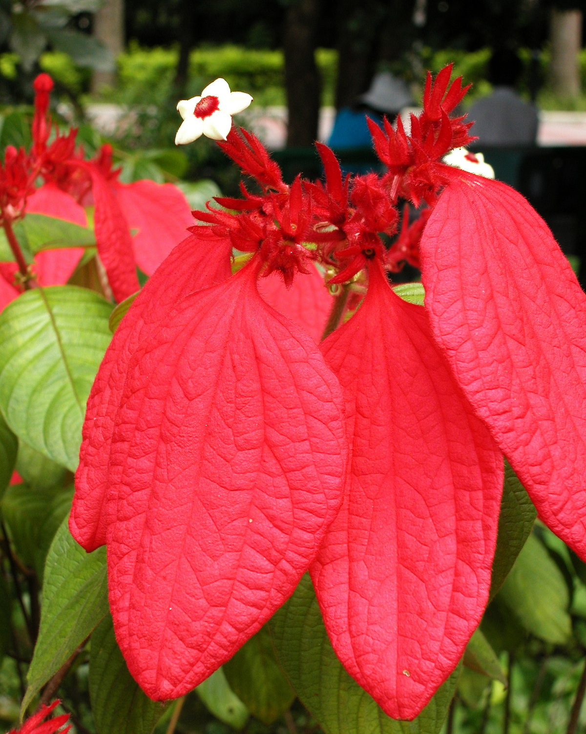 𝘔𝘶𝘴𝘴𝘢𝘦𝘯𝘥𝘢 𝘦𝘳𝘺𝘵𝘩𝘳𝘰𝘱𝘩𝘺𝘭𝘭𝘢 血萼花