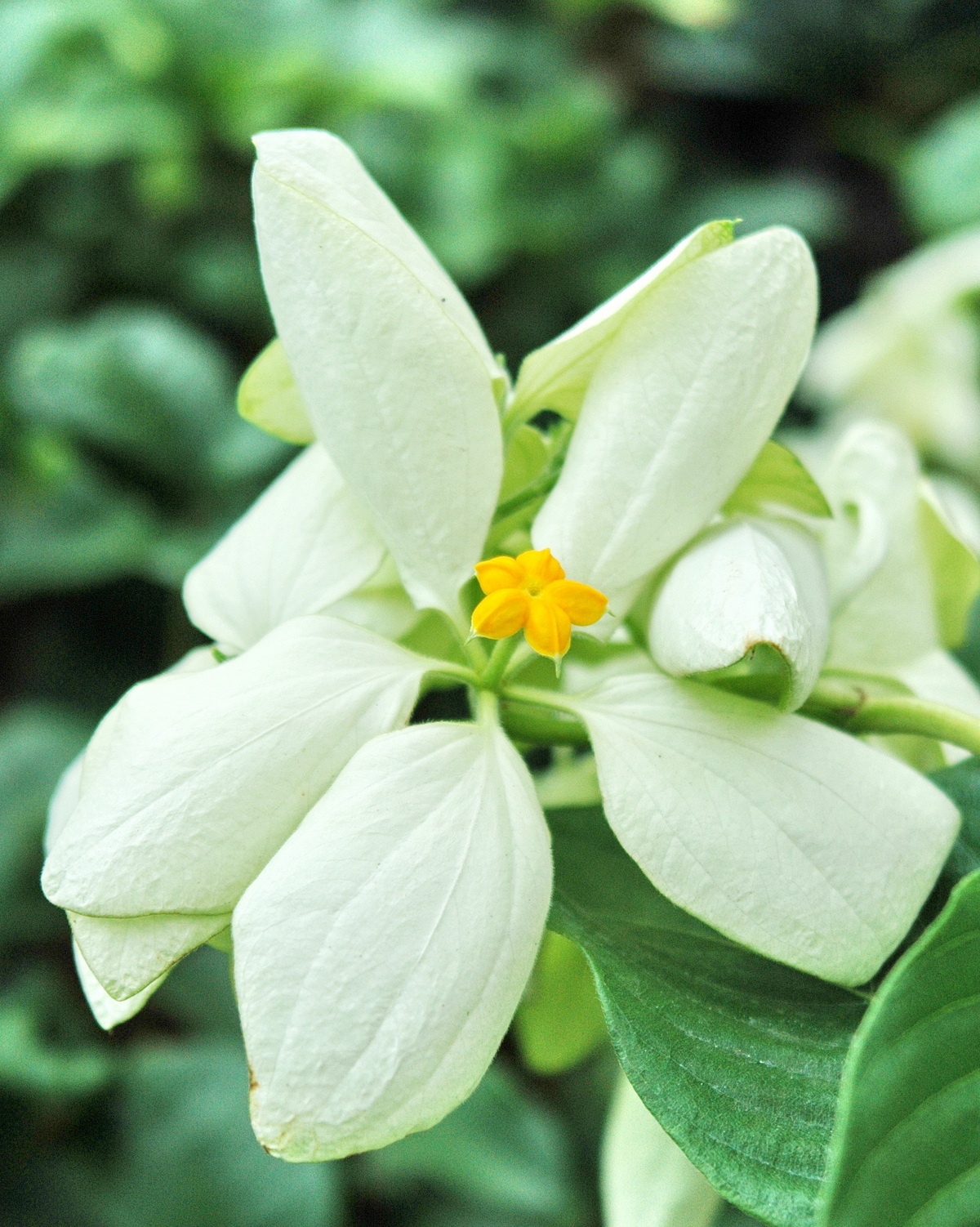 𝘔𝘶𝘴𝘴𝘢𝘦𝘯𝘥𝘢 𝘱𝘩𝘪𝘭𝘪𝘱𝘱𝘪𝘤𝘢 var. 𝘢𝘶𝘳𝘰𝘳𝘢𝘦 奧蘿拉菲律賓玉葉金花