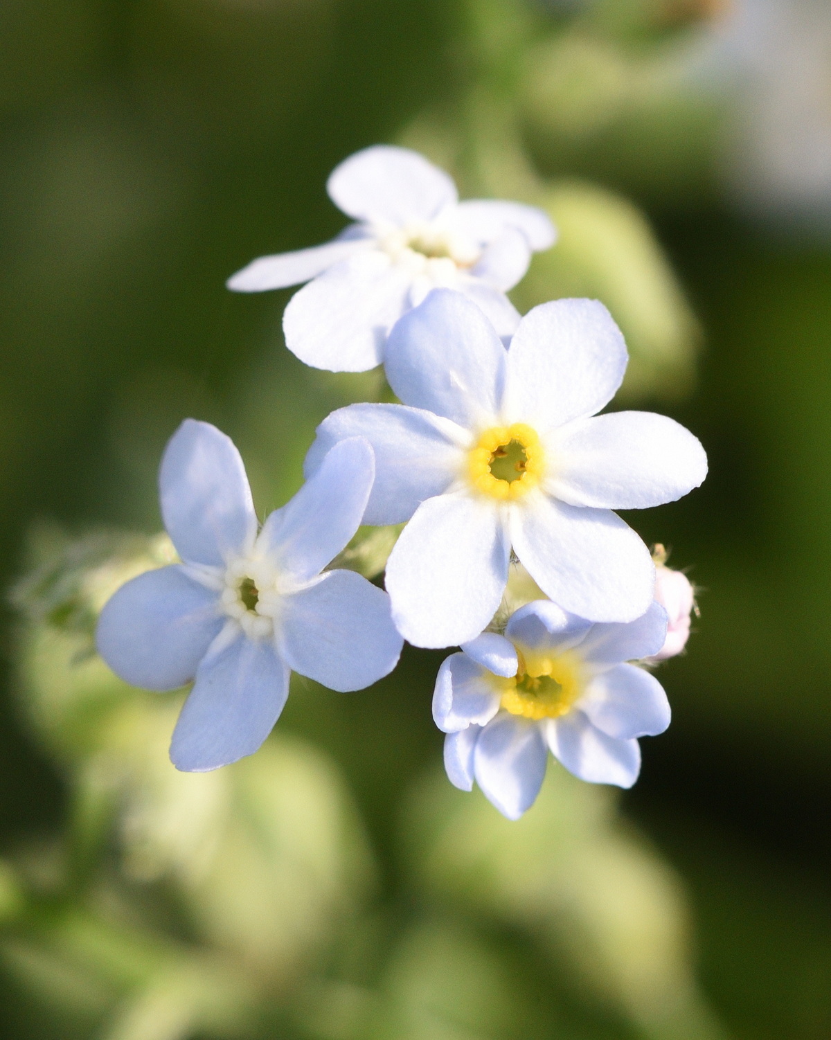 Myosotis sylvatica