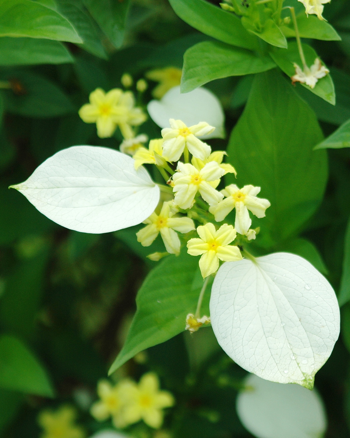 𝘗𝘴𝘦𝘶𝘥𝘰𝘮𝘶𝘴𝘴𝘢𝘦𝘯𝘥𝘢 𝘧𝘭𝘢𝘷𝘢 黃假玉葉金花