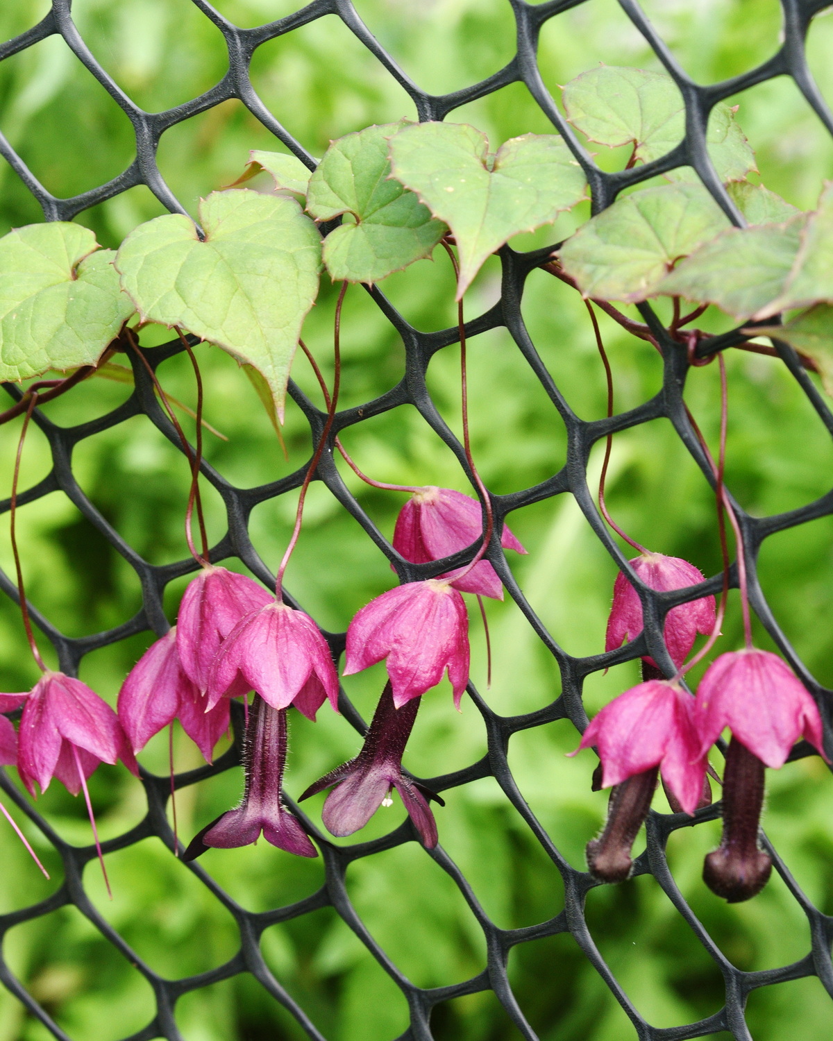 Rhodochiton atrosanguineus