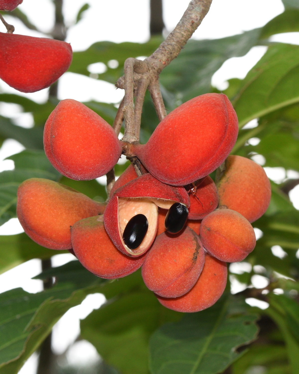 𝘚𝘵𝘦𝘳𝘤𝘶𝘭𝘪𝘢 𝘤𝘦𝘳𝘢𝘮𝘪𝘤𝘢 蘭嶼蘋婆