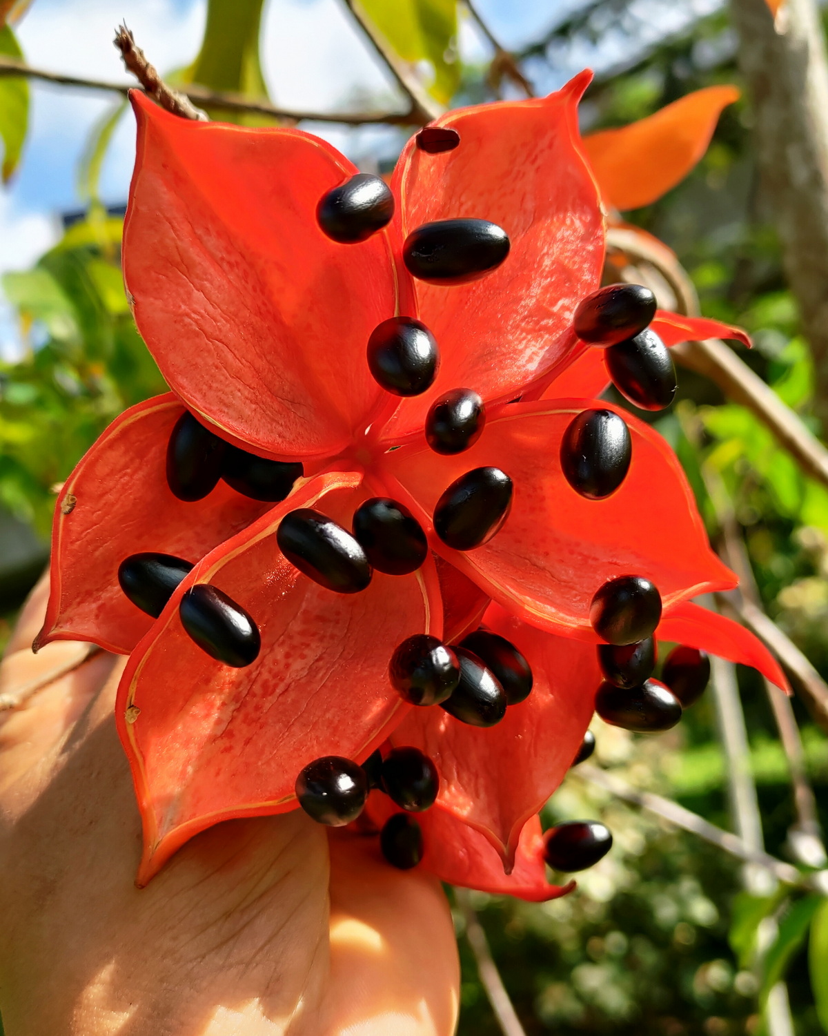 𝘚𝘵𝘦𝘳𝘤𝘶𝘭𝘪𝘢 𝘭𝘢𝘯𝘤𝘦𝘰𝘭𝘢𝘵𝘢 假蘋婆