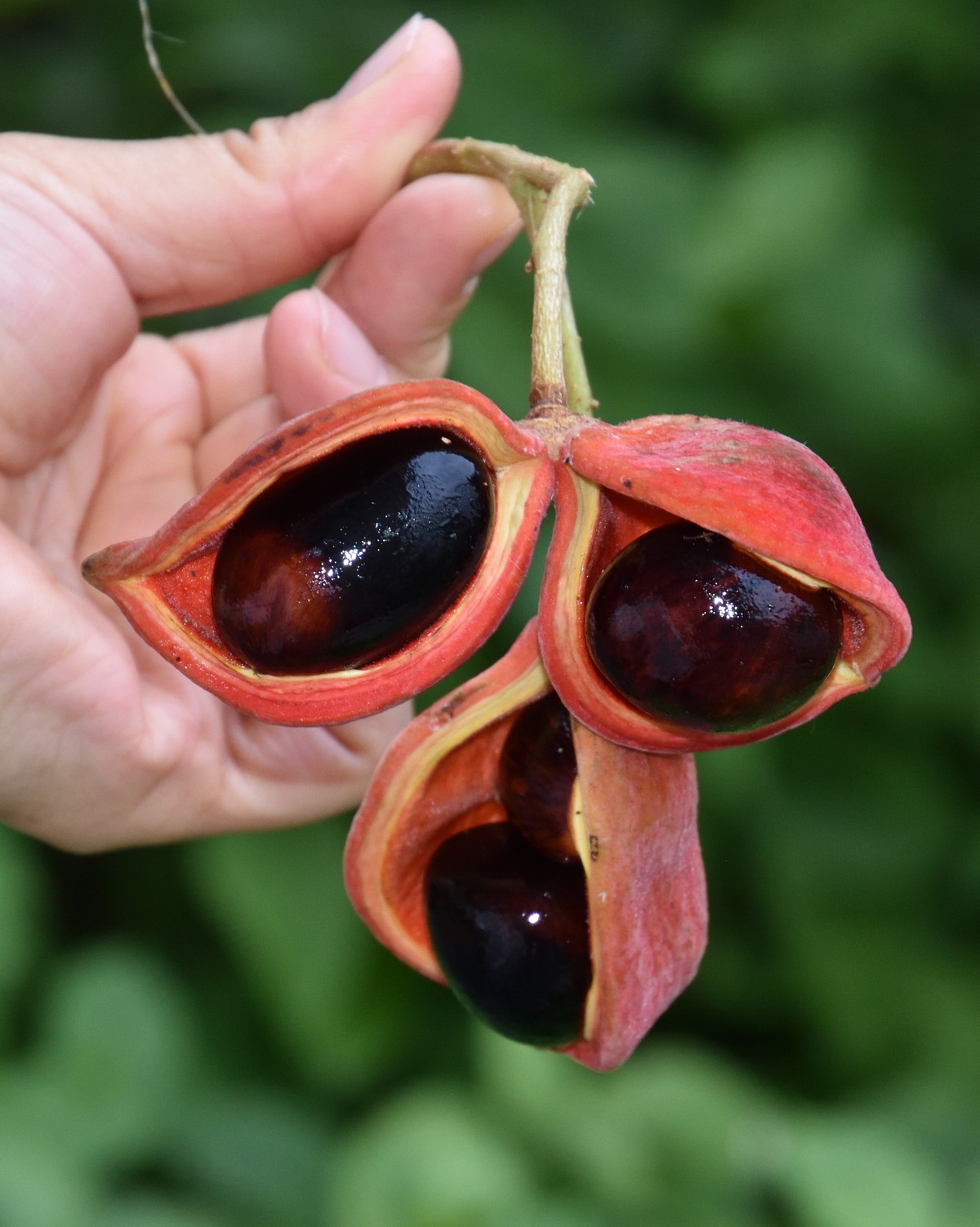 𝘚𝘵𝘦𝘳𝘤𝘶𝘭𝘪𝘢 𝘮𝘰𝘯𝘰𝘴𝘱𝘦𝘳𝘮 蘋婆