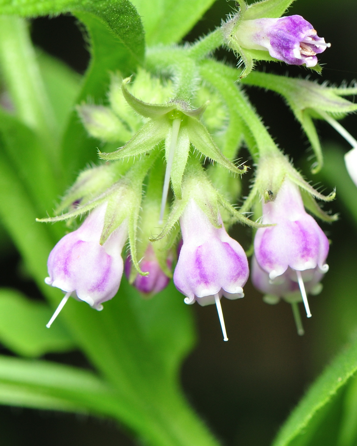 𝘚𝘺𝘮𝘱𝘩𝘺𝘵𝘶𝘮 𝘰𝘧𝘧𝘪𝘤𝘪𝘯𝘢𝘭𝘦 康復力