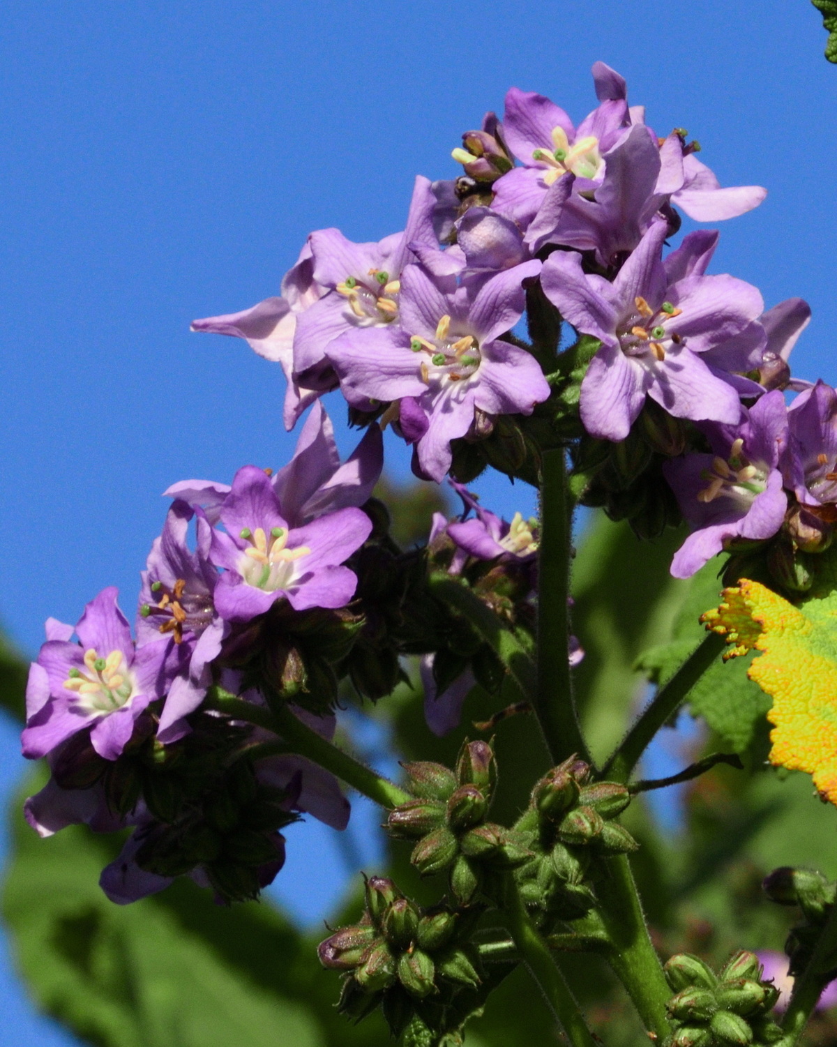 𝘞𝘪𝘨𝘢𝘯𝘥𝘪𝘢 𝘶𝘳𝘦𝘯𝘴 刺毛維甘木