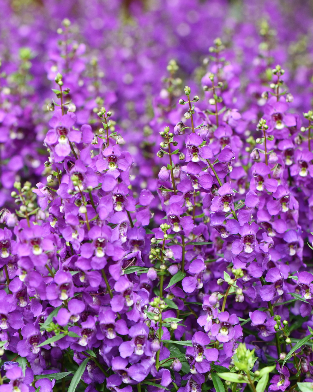 𝘈𝘯𝘨𝘦𝘭𝘰𝘯𝘪𝘢 𝘢𝘯𝘨𝘶𝘴𝘵𝘪𝘧𝘰𝘭𝘪𝘢 狹葉天使花