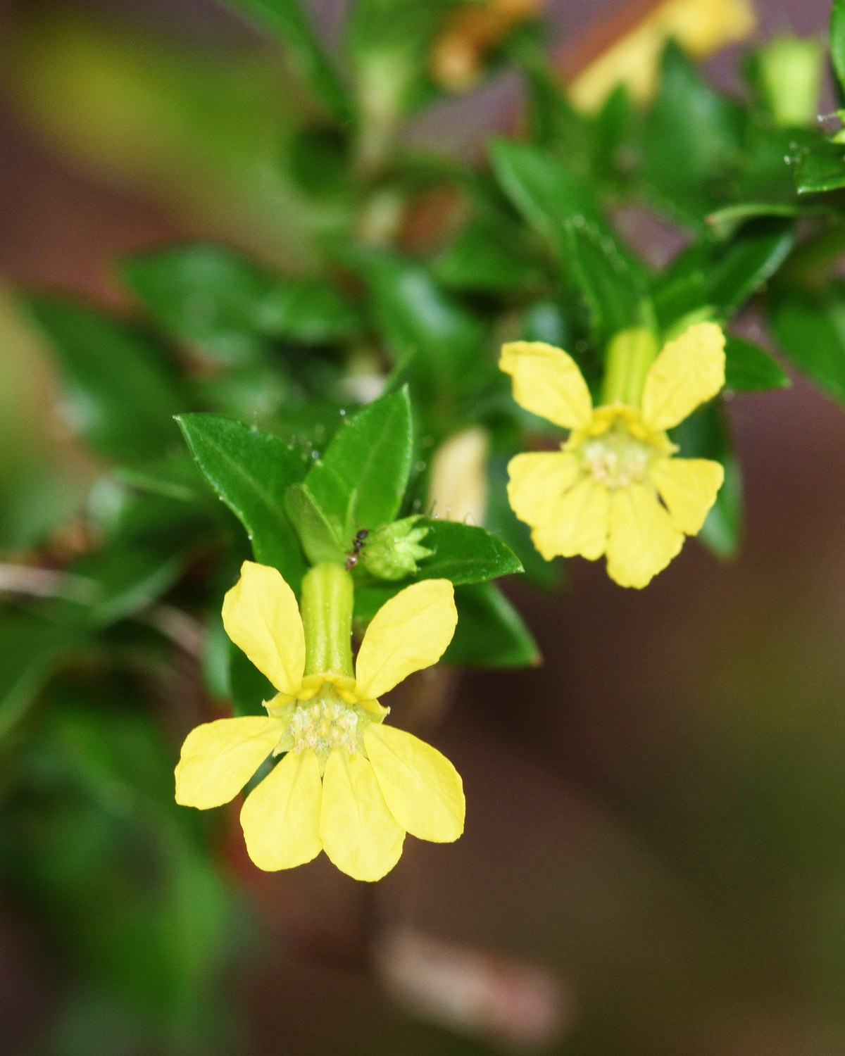 𝘊𝘶𝘱𝘩𝘦𝘢 𝘧𝘭𝘢𝘷𝘢 黃雪茄花