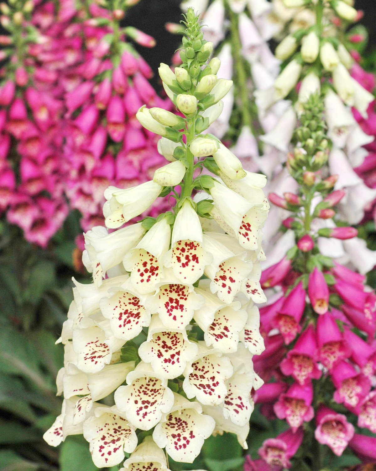 Digitalis purpurea