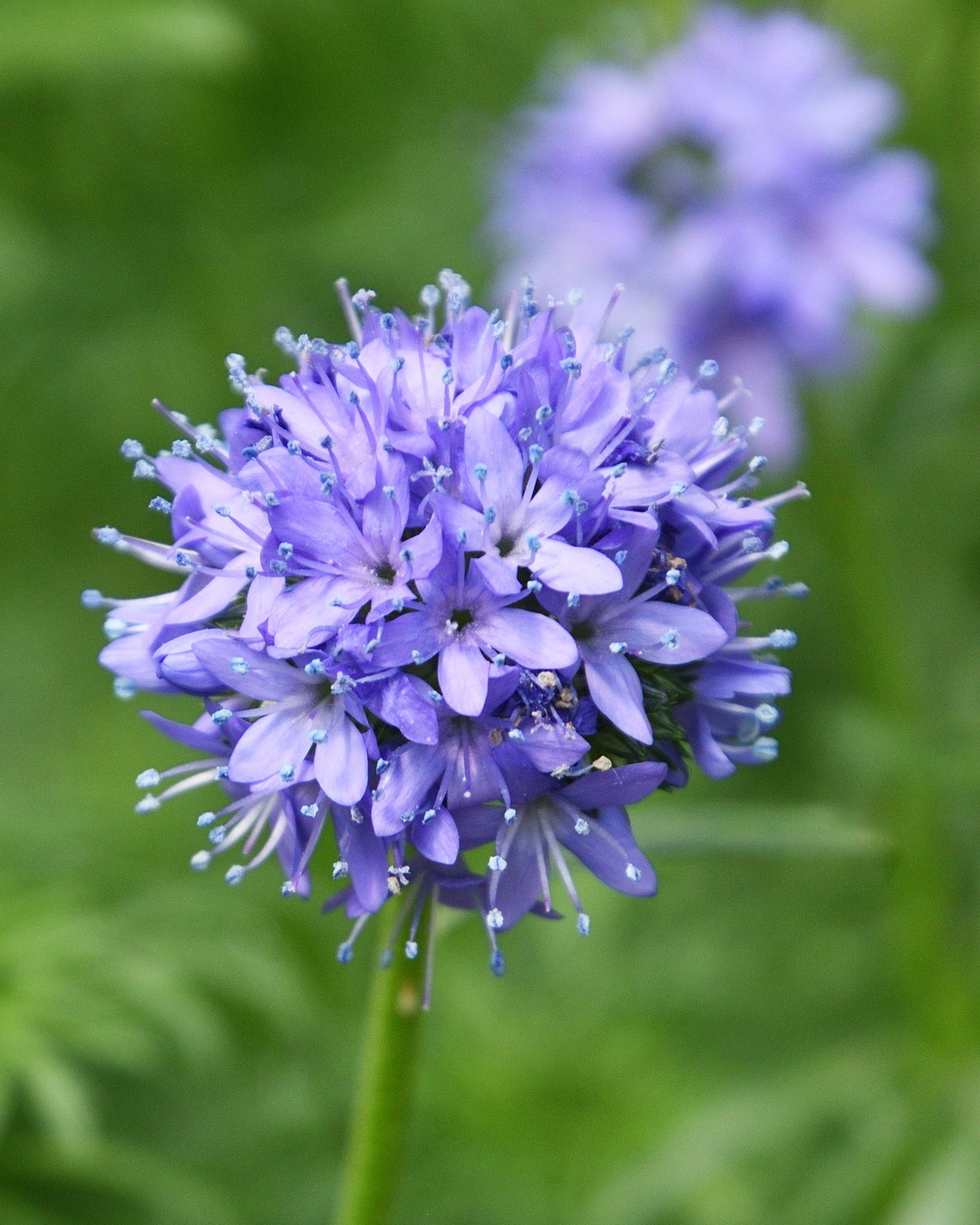 𝘎𝘪𝘭𝘪𝘢 𝘤𝘢𝘱𝘪𝘵𝘢𝘵𝘢 球吉利草