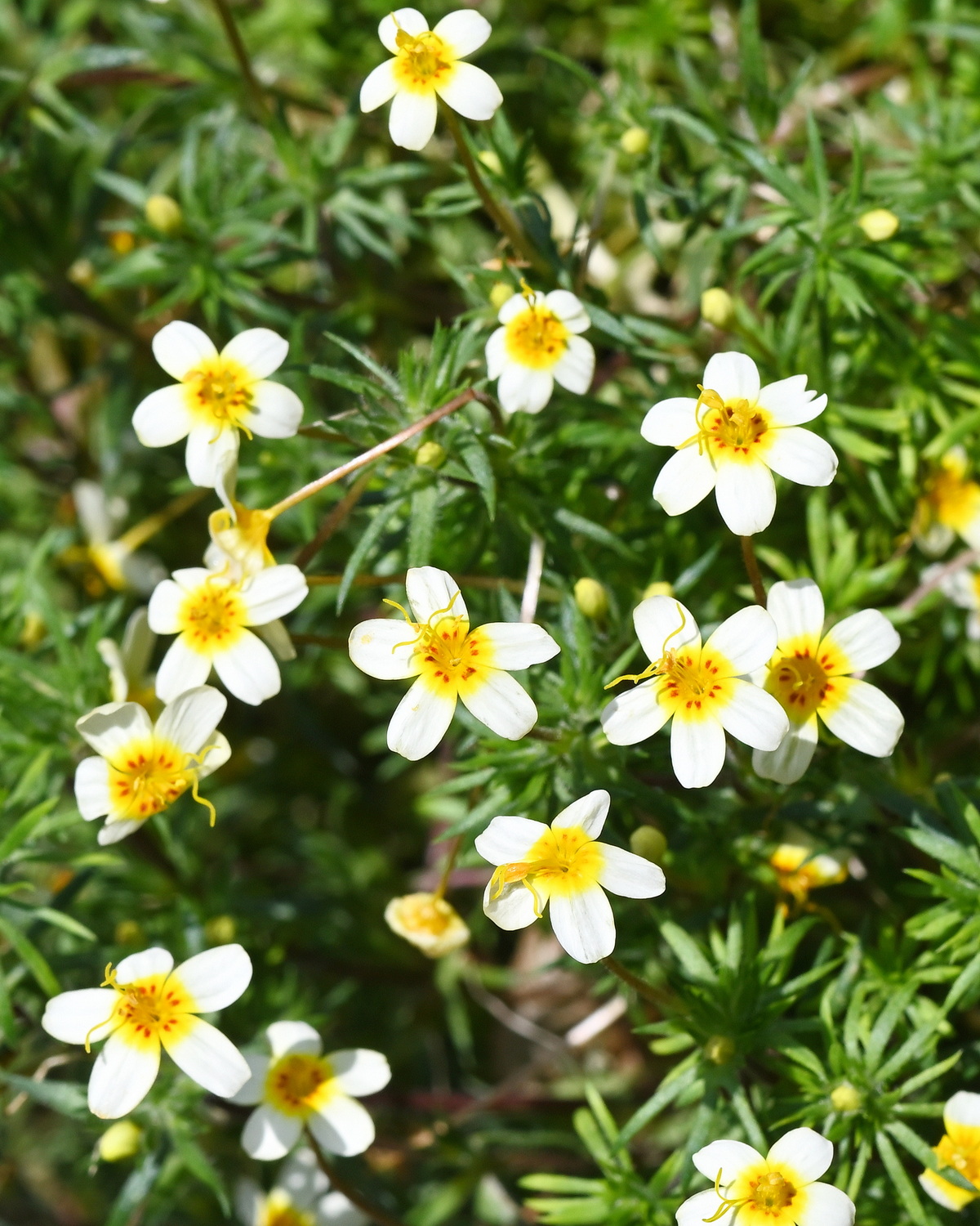 𝘓𝘦𝘱𝘵𝘰𝘴𝘪𝘱𝘩𝘰𝘯 𝘱𝘢𝘳𝘷𝘪𝘧𝘭𝘰𝘳𝘶𝘴 小花細管花