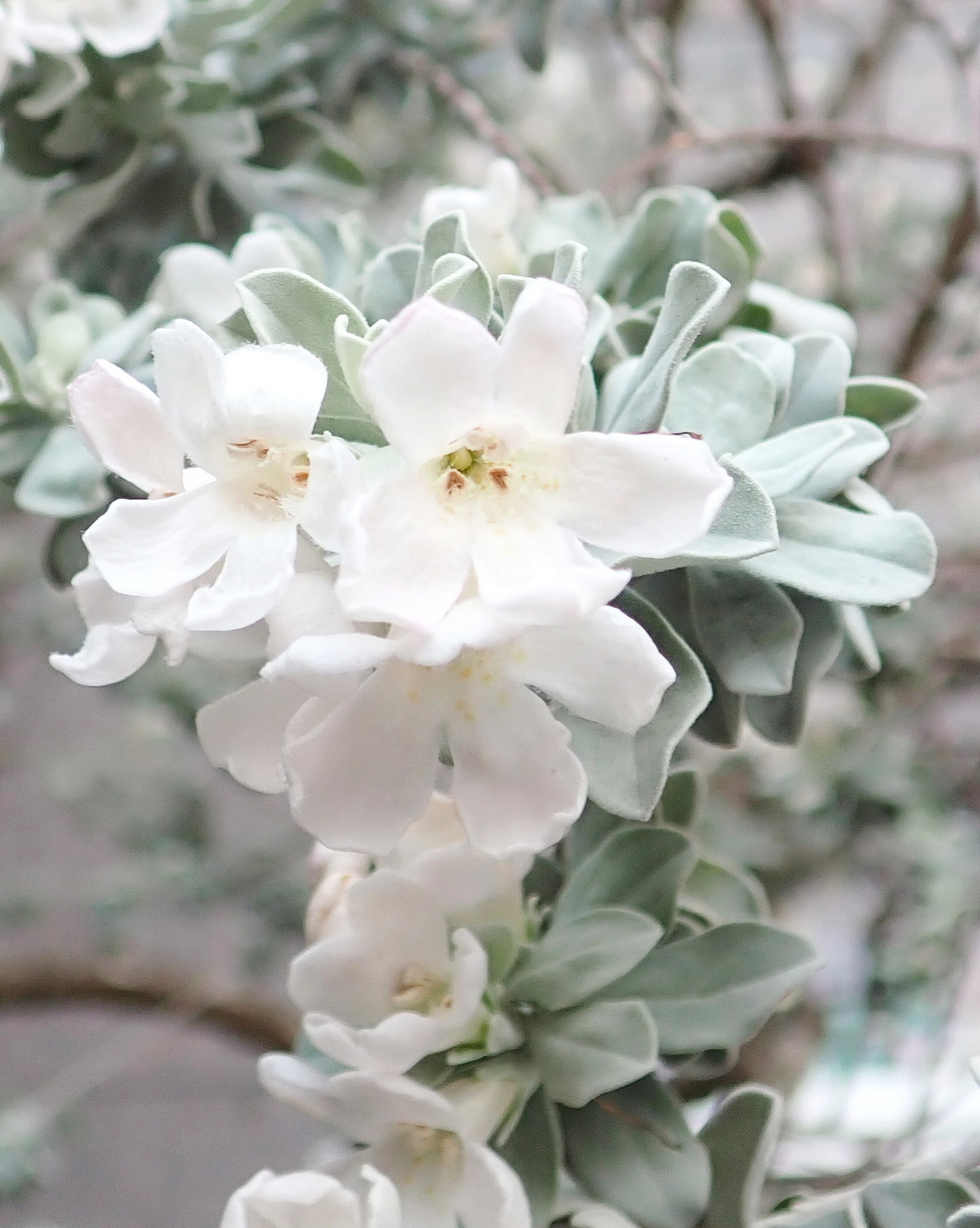 Leucophyllum frutescens 'Alba'