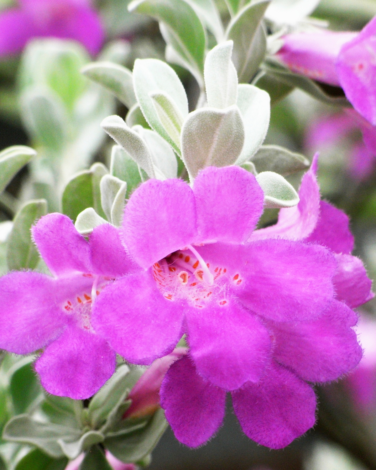 𝘓𝘦𝘶𝘤𝘰𝘱𝘩𝘺𝘭𝘭𝘶𝘮 𝘧𝘳𝘶𝘵𝘦𝘴𝘤𝘦𝘯𝘴 紅花玉芙蓉