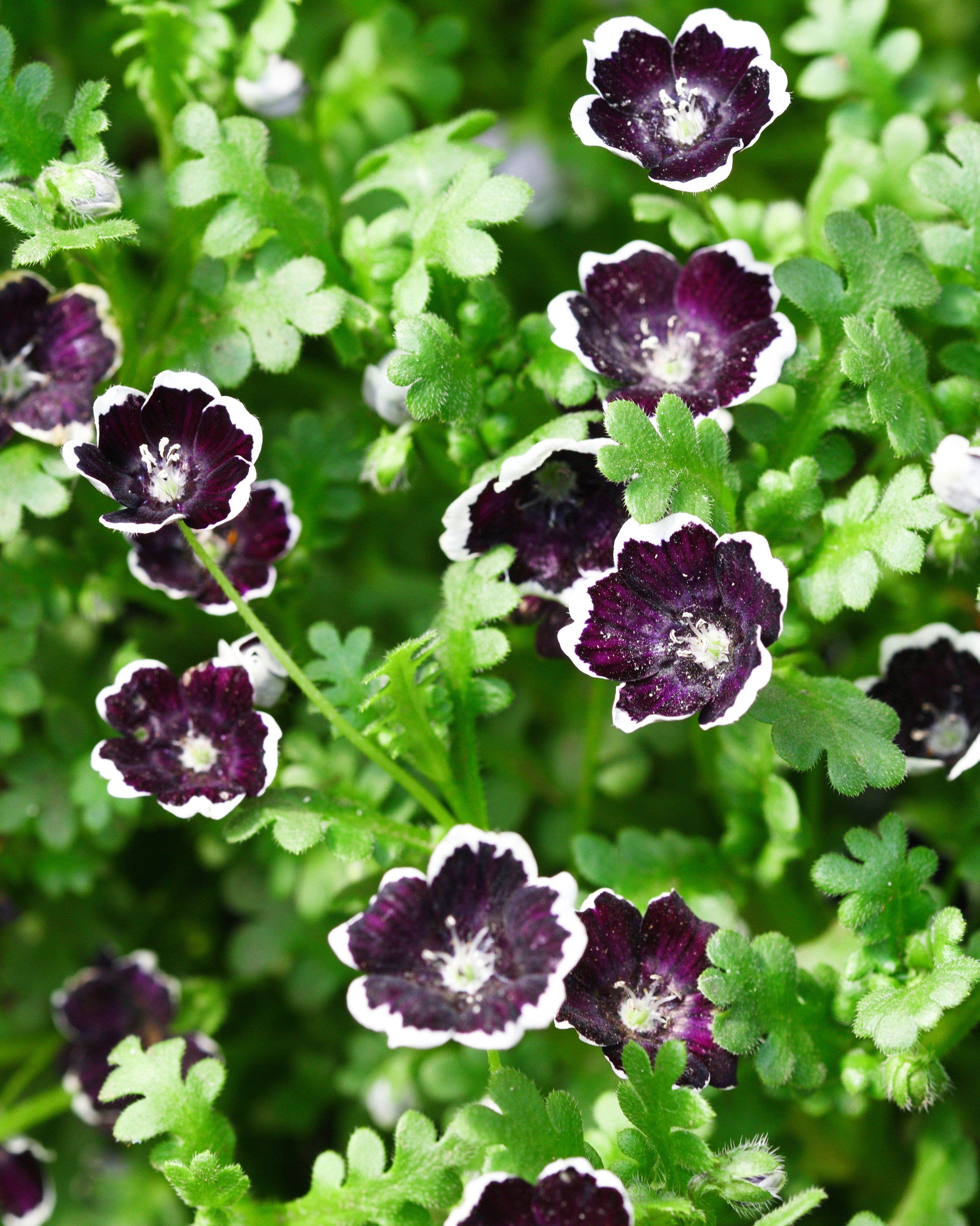 Nemophila menziesii ‘Penny Black’