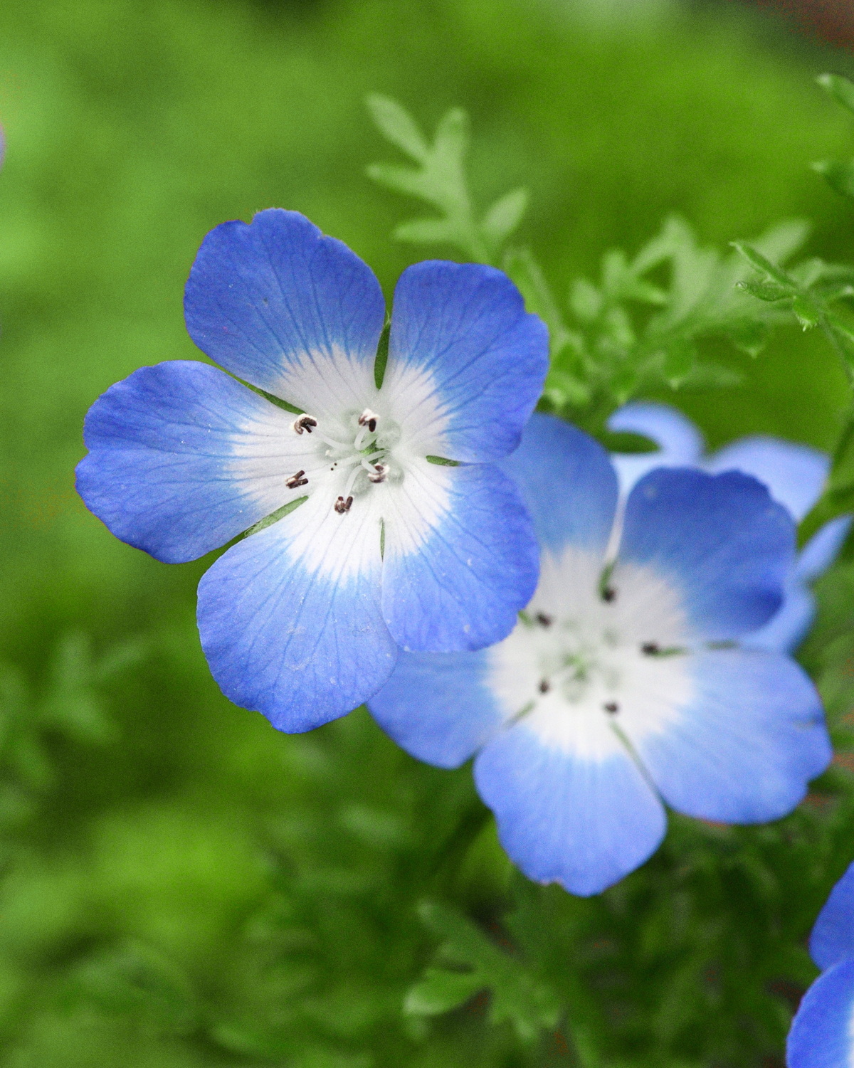 Nemophila menziesii