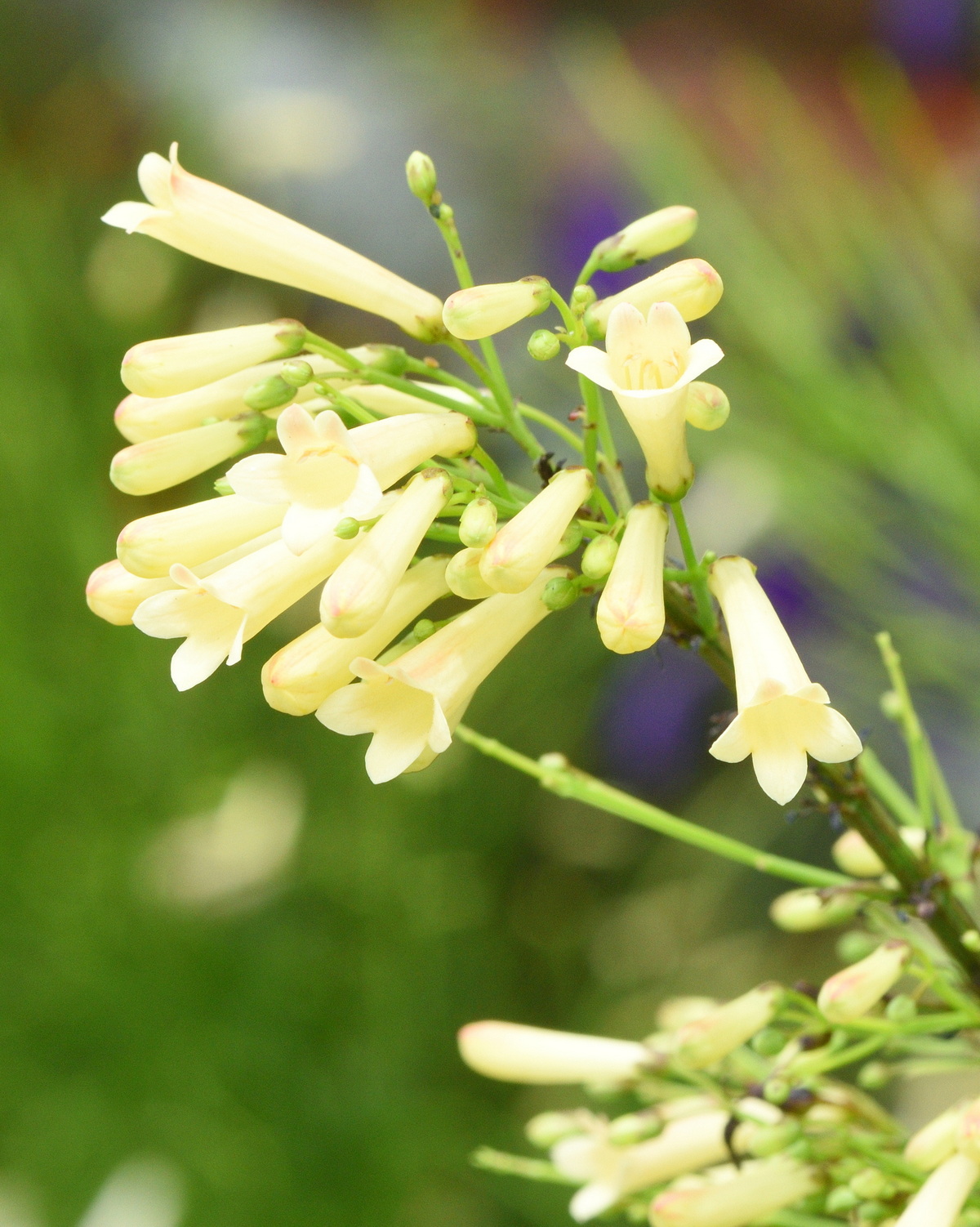 𝘙𝘶𝘴𝘴𝘦𝘭𝘪𝘢 𝘦𝘲𝘶𝘪𝘴𝘦𝘵𝘪𝘧𝘰𝘳𝘮𝘪𝘴 ‘Yellow Gold’ 黃炮竹紅