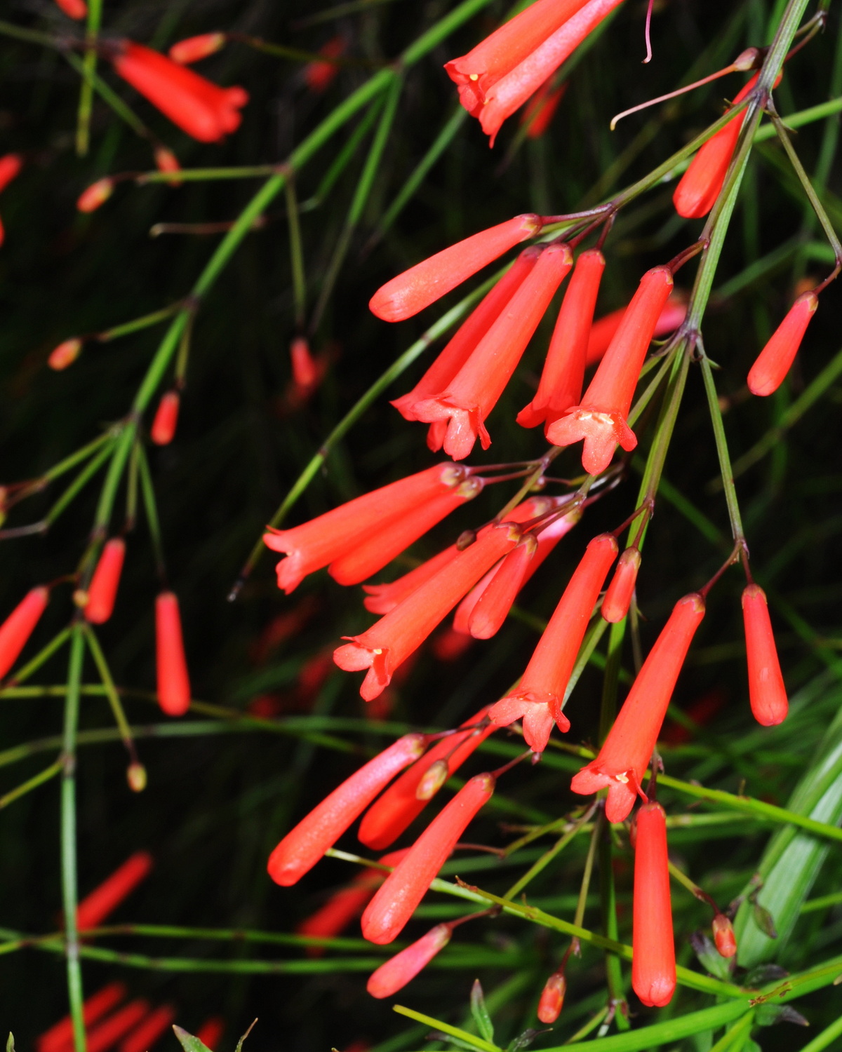 𝘙𝘶𝘴𝘴𝘦𝘭𝘪𝘢 𝘦𝘲𝘶𝘪𝘴𝘦𝘵𝘪𝘧𝘰𝘳𝘮𝘪𝘴 炮竹紅