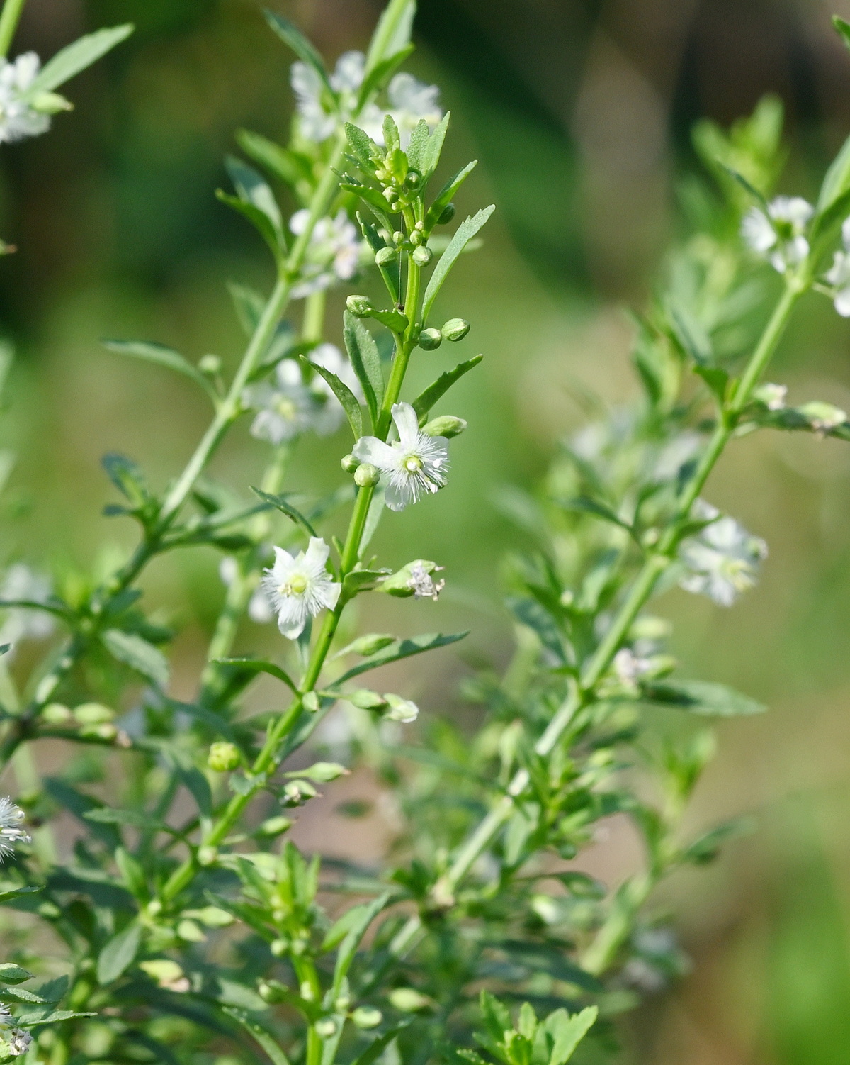 𝘚𝘤𝘰𝘱𝘢𝘳𝘪𝘢 𝘥𝘶𝘭𝘤𝘪𝘴 野甘草