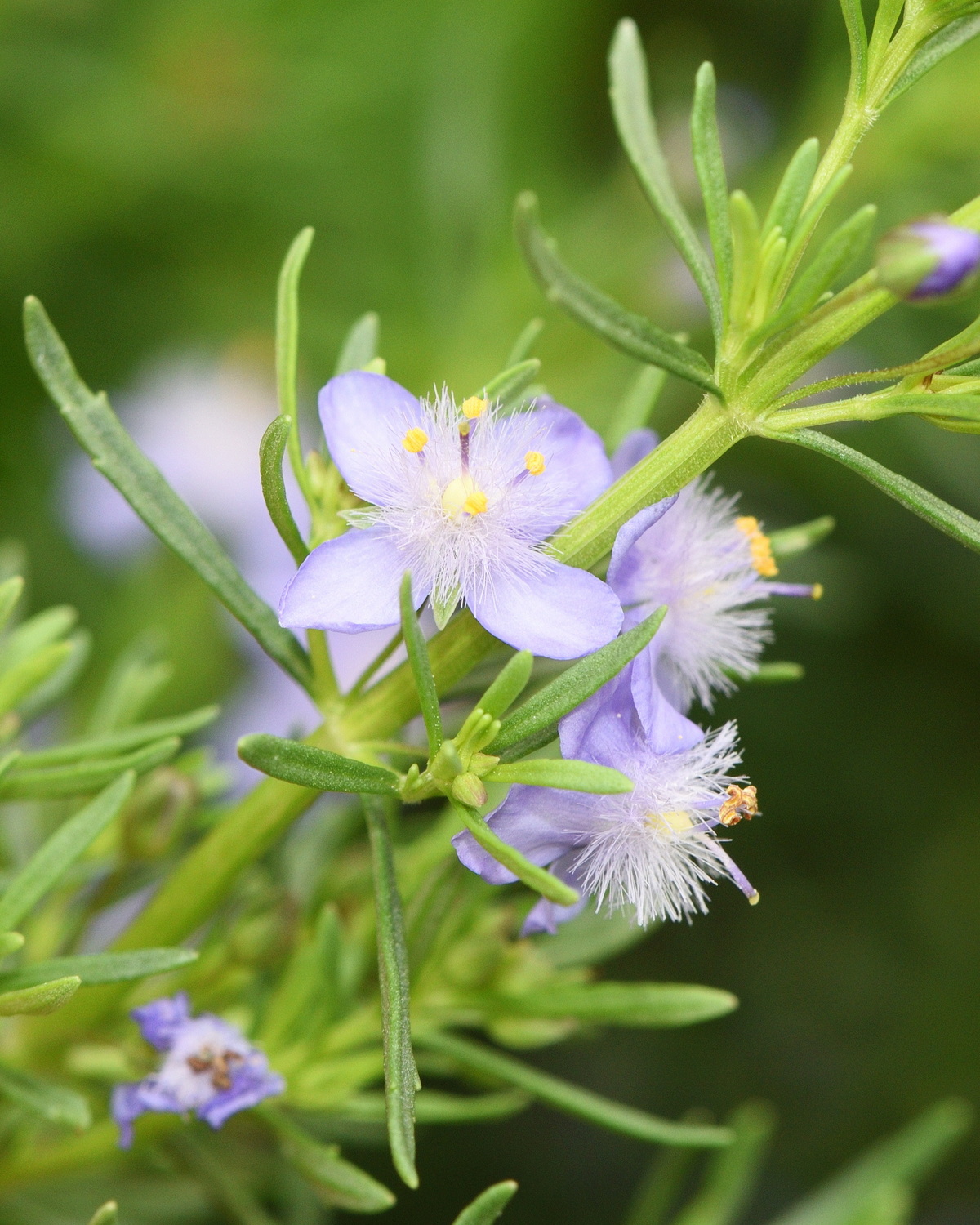 Scoparia ‘Melongolly Blue’