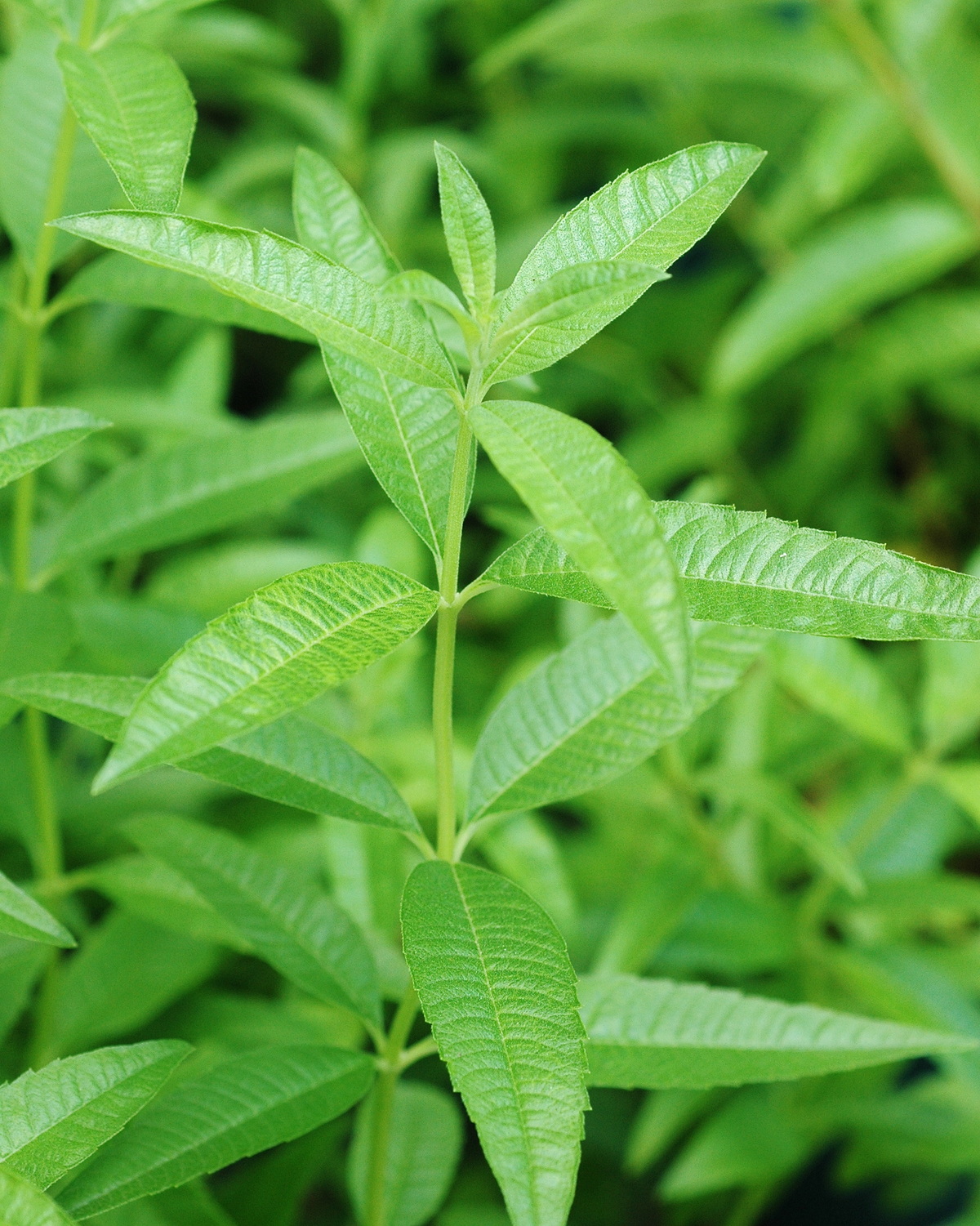 Aloysia citrodora