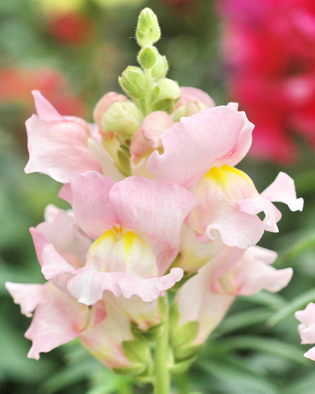 𝘈𝘯𝘵𝘪𝘳𝘳𝘩𝘪𝘯𝘶𝘮 𝘮𝘢𝘫𝘶𝘴 金魚草