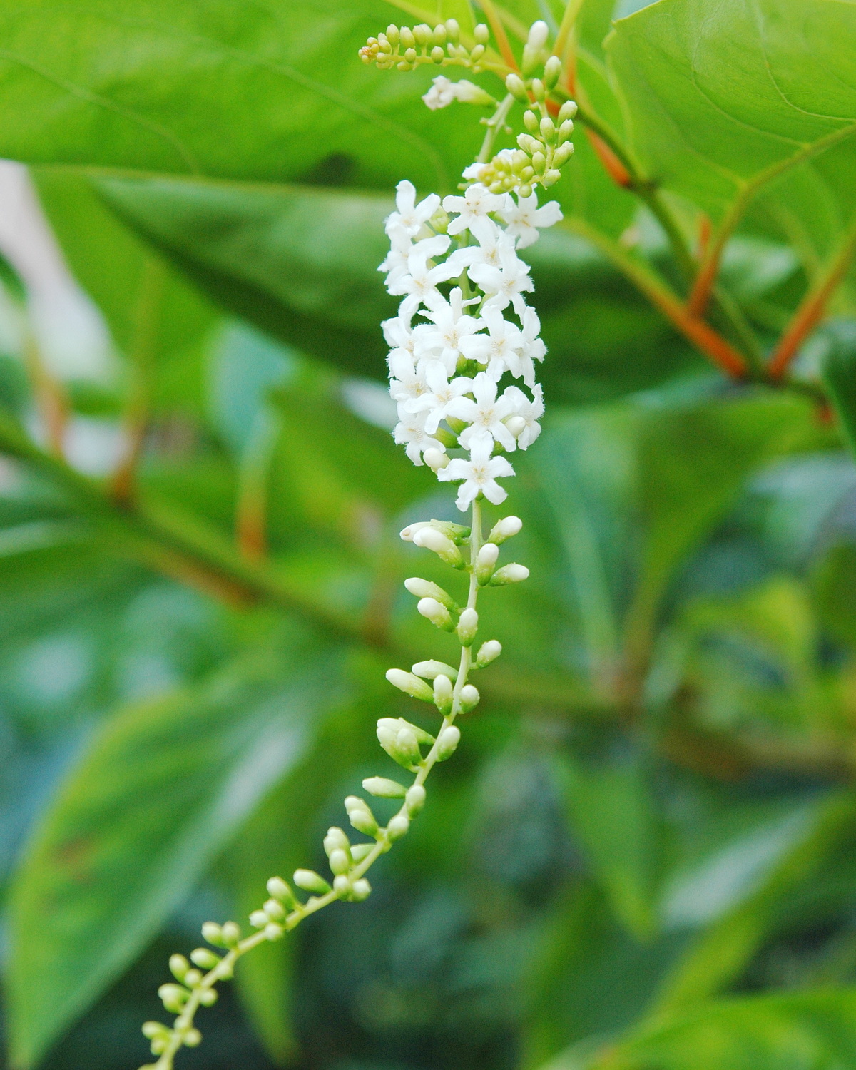 𝘊𝘪𝘵𝘩𝘢𝘳𝘦𝘹𝘺𝘭𝘶𝘮 𝘴𝘱𝘪𝘯𝘰𝘴𝘶𝘮 琴木