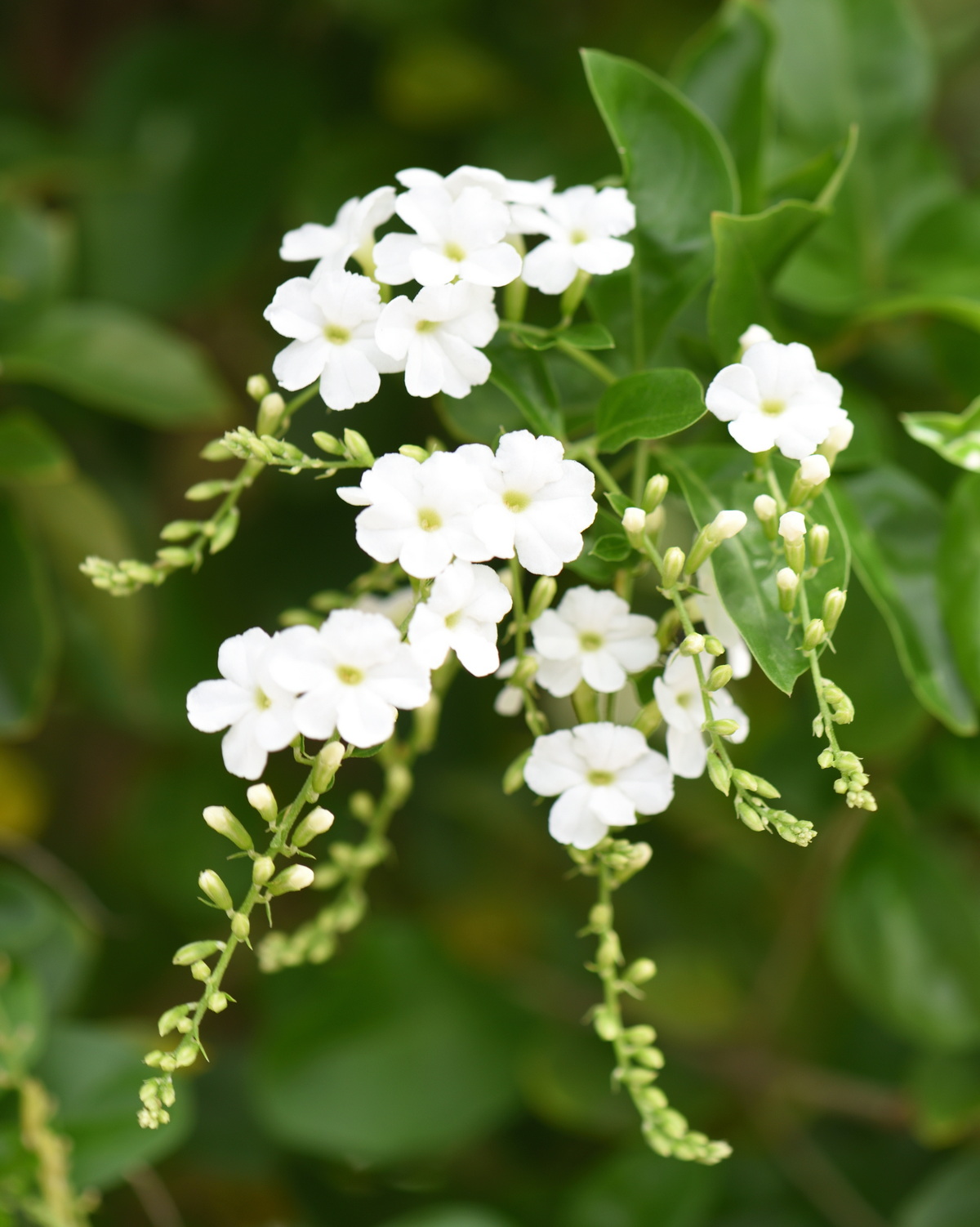 𝘋𝘶𝘳𝘢𝘯𝘵𝘢 𝘦𝘳𝘦𝘤𝘵𝘢 ‘Alba’ 白花金露花