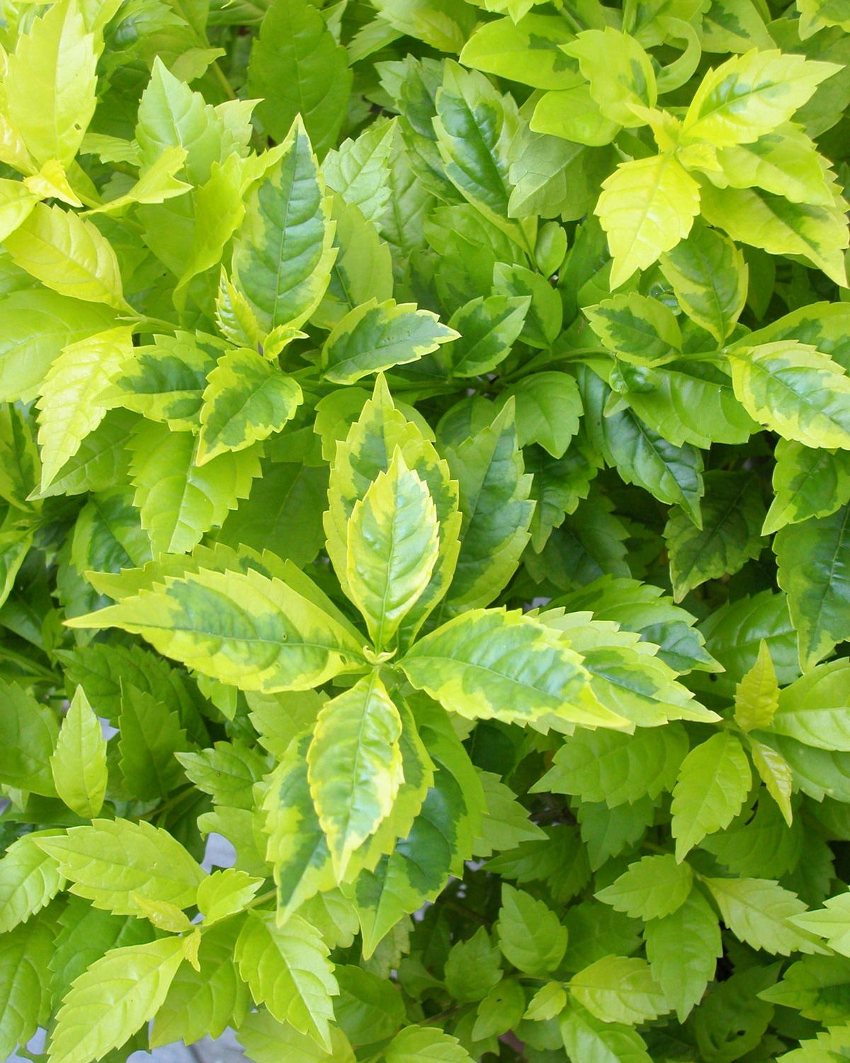 Duranta erecta 'Gold Edge'