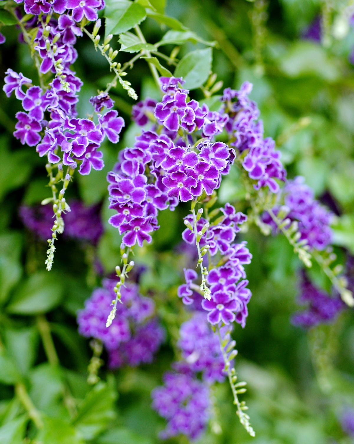 𝘋𝘶𝘳𝘢𝘯𝘵𝘢 𝘦𝘳𝘦𝘤𝘵𝘢 ‘Sapphire Showers’ 蕾絲金露花